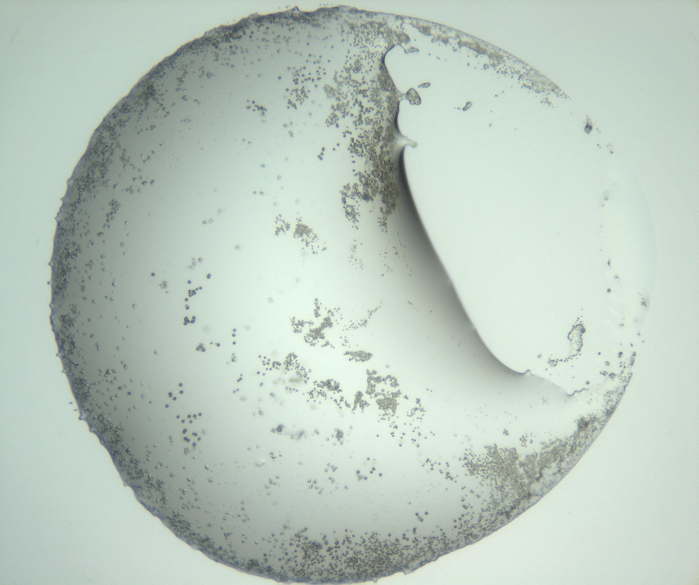 RI01_03_000_0212_Proj1_Clon1_MC_0000MC103008_002_161119_01_01_02_00_99_002_001_RAI.jpg