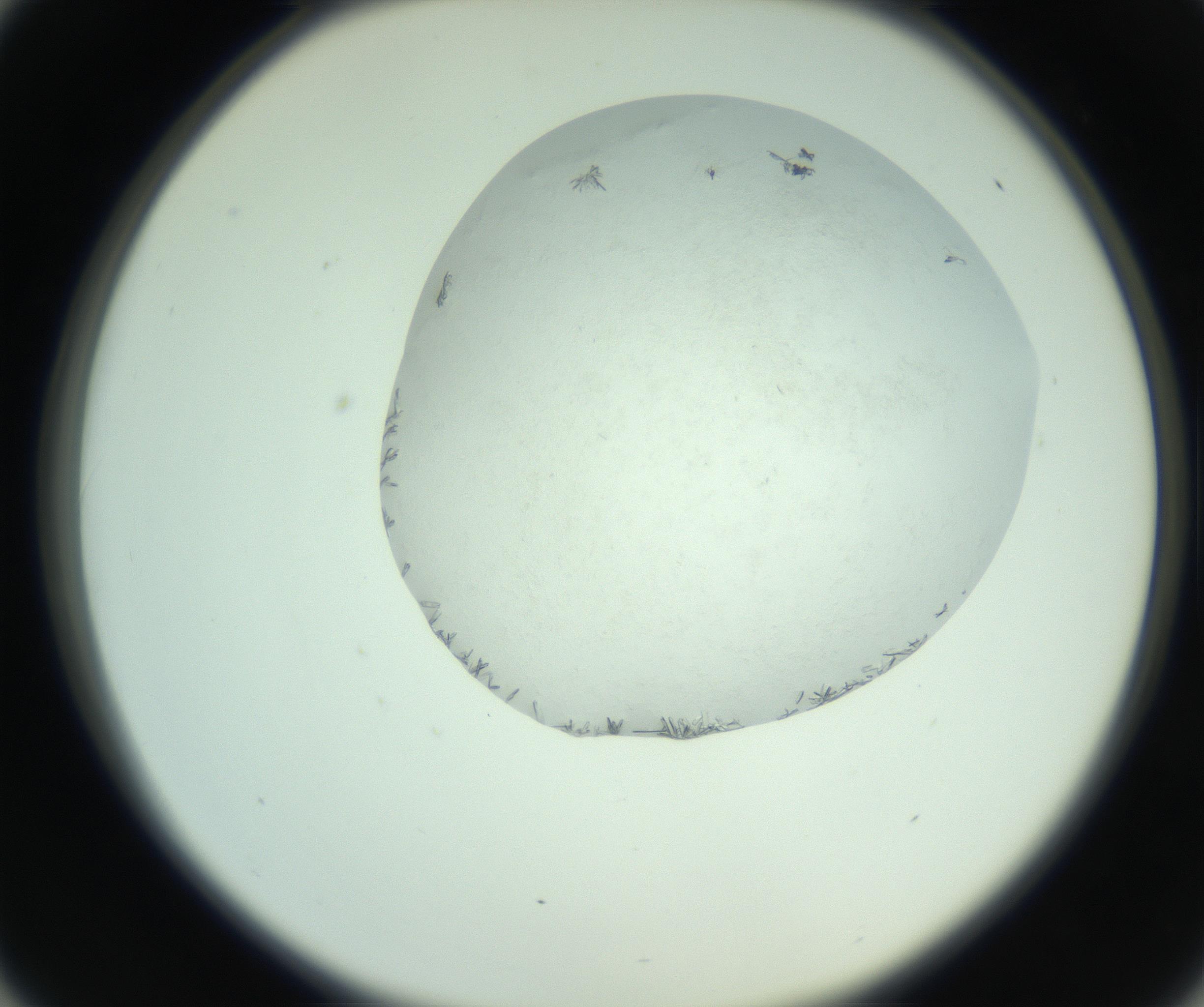 RI01_03_000_0212_Proj1_Clon1_MC_0000MC103008_002_161119_01_04_02_00_99_002_001_RAI.jpg