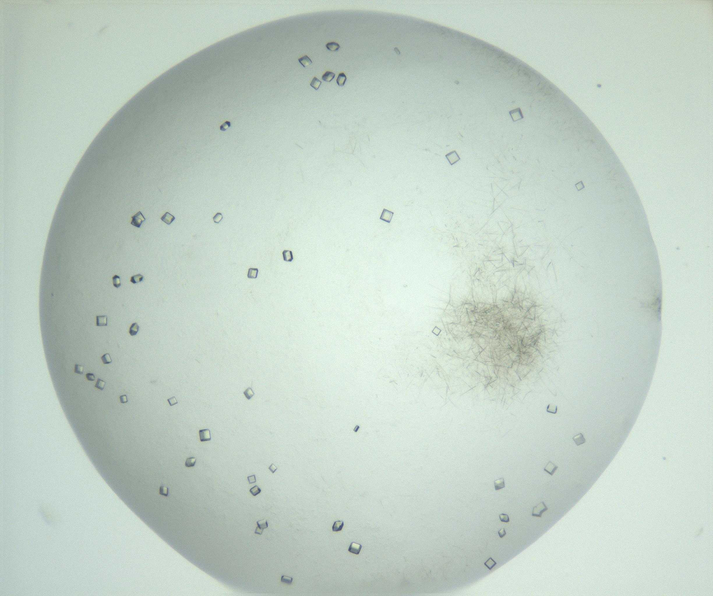 RI01_03_000_0212_Proj1_Clon1_MC_0000MC103008_002_161119_02_04_02_00_99_002_001_RAI.jpg