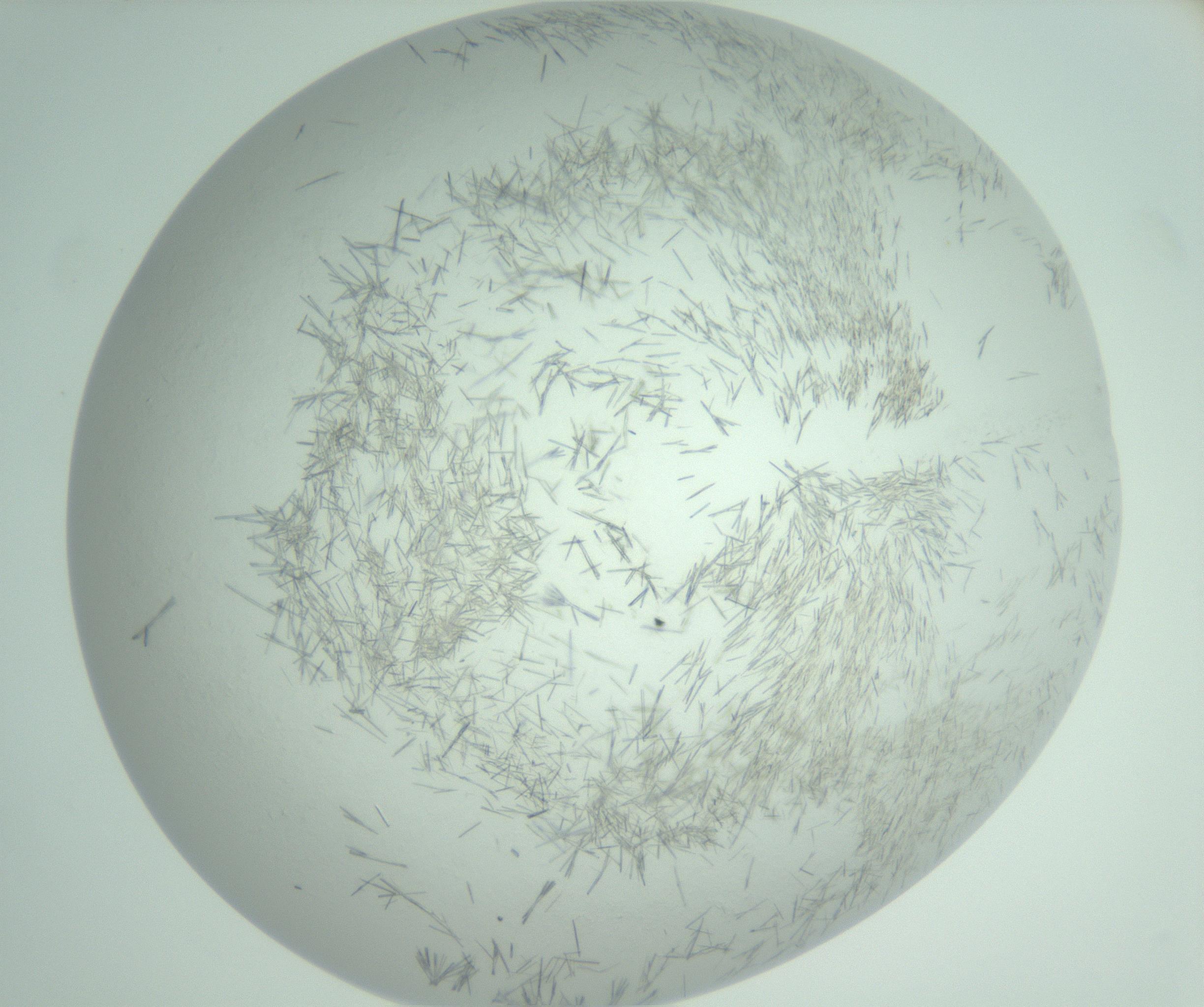 RI01_03_000_0212_Proj1_Clon1_MC_0000MC103008_002_161119_02_07_02_00_99_002_001_RAI.jpg