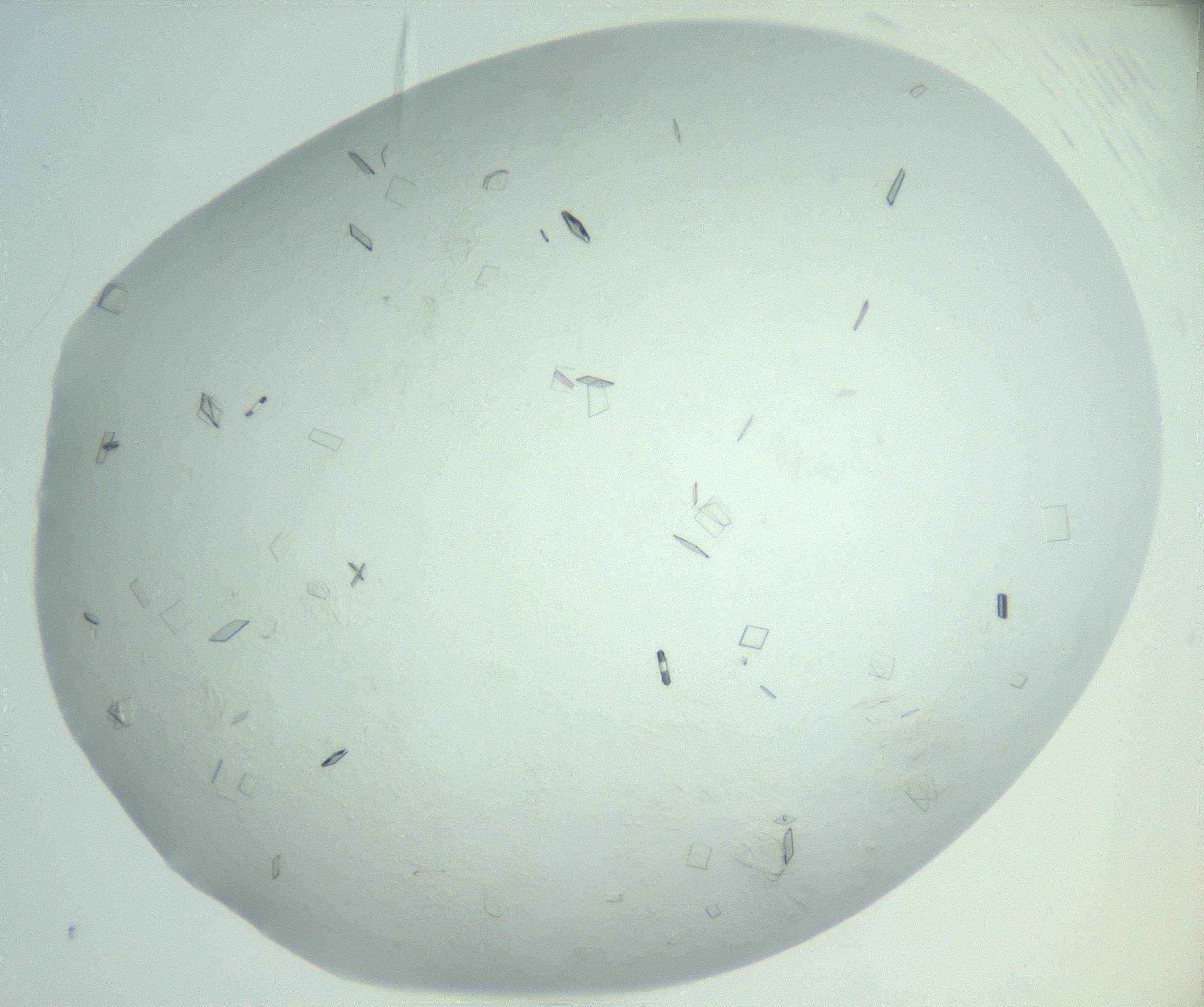 RI01_03_000_0212_Proj1_Clon1_MC_0000MC103008_002_161119_02_08_02_00_99_002_001_RAI.jpg