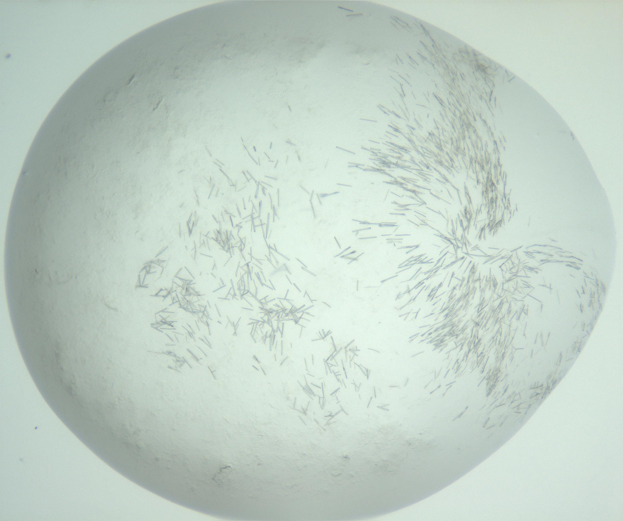 RI01_03_000_0212_Proj1_Clon1_MC_0000MC103008_002_161119_03_03_02_00_99_002_001_RAI.jpg