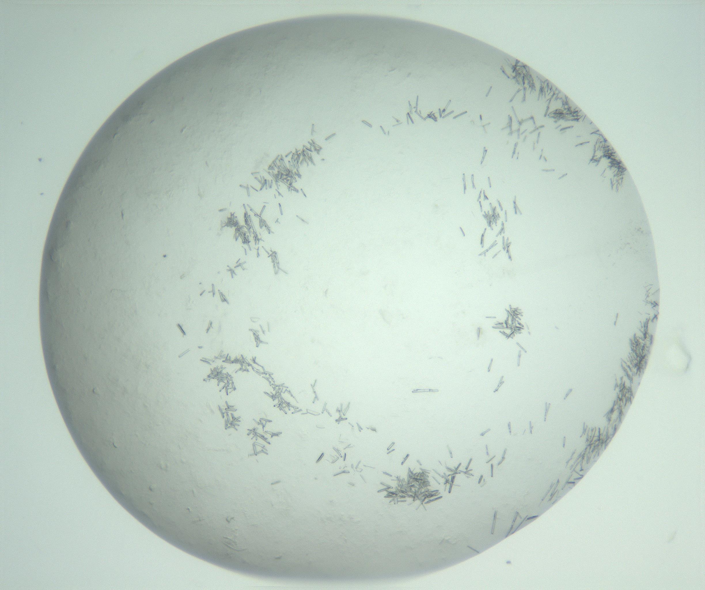 RI01_03_000_0212_Proj1_Clon1_MC_0000MC103008_002_161119_03_06_02_00_99_002_001_RAI.jpg
