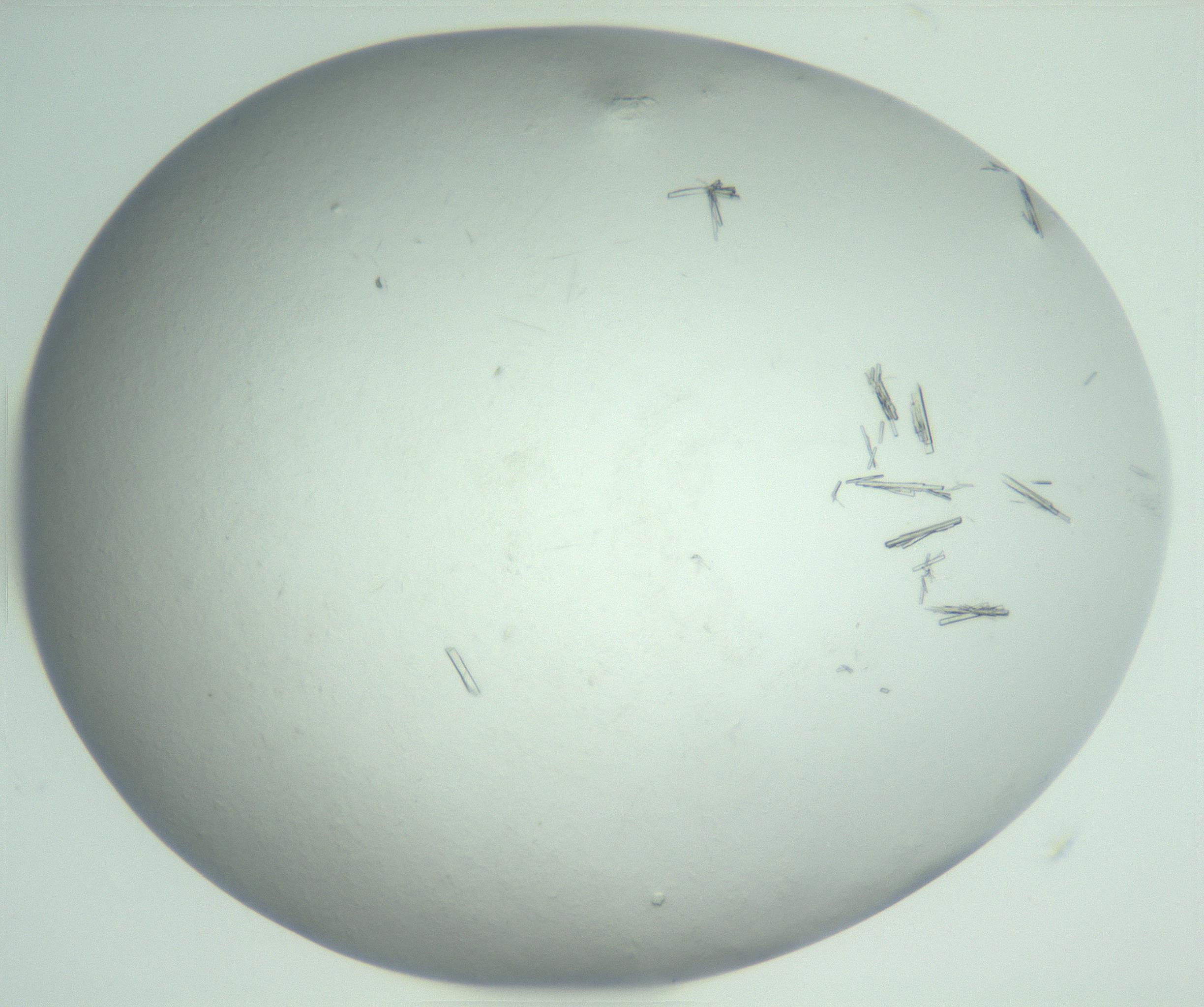 RI01_03_000_0212_Proj1_Clon1_MC_0000MC103008_002_161119_04_02_02_00_99_002_001_RAI.jpg