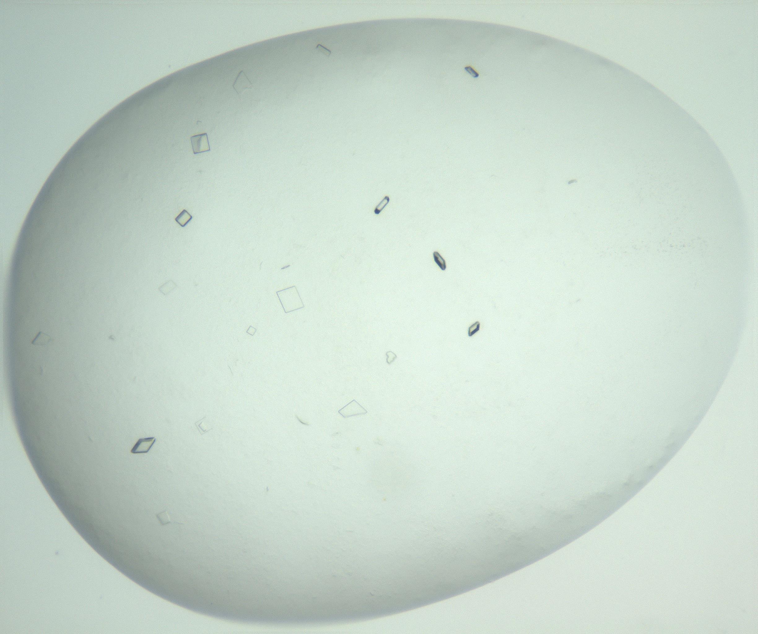 RI01_03_000_0212_Proj1_Clon1_MC_0000MC103008_002_161119_04_07_02_00_99_002_001_RAI.jpg
