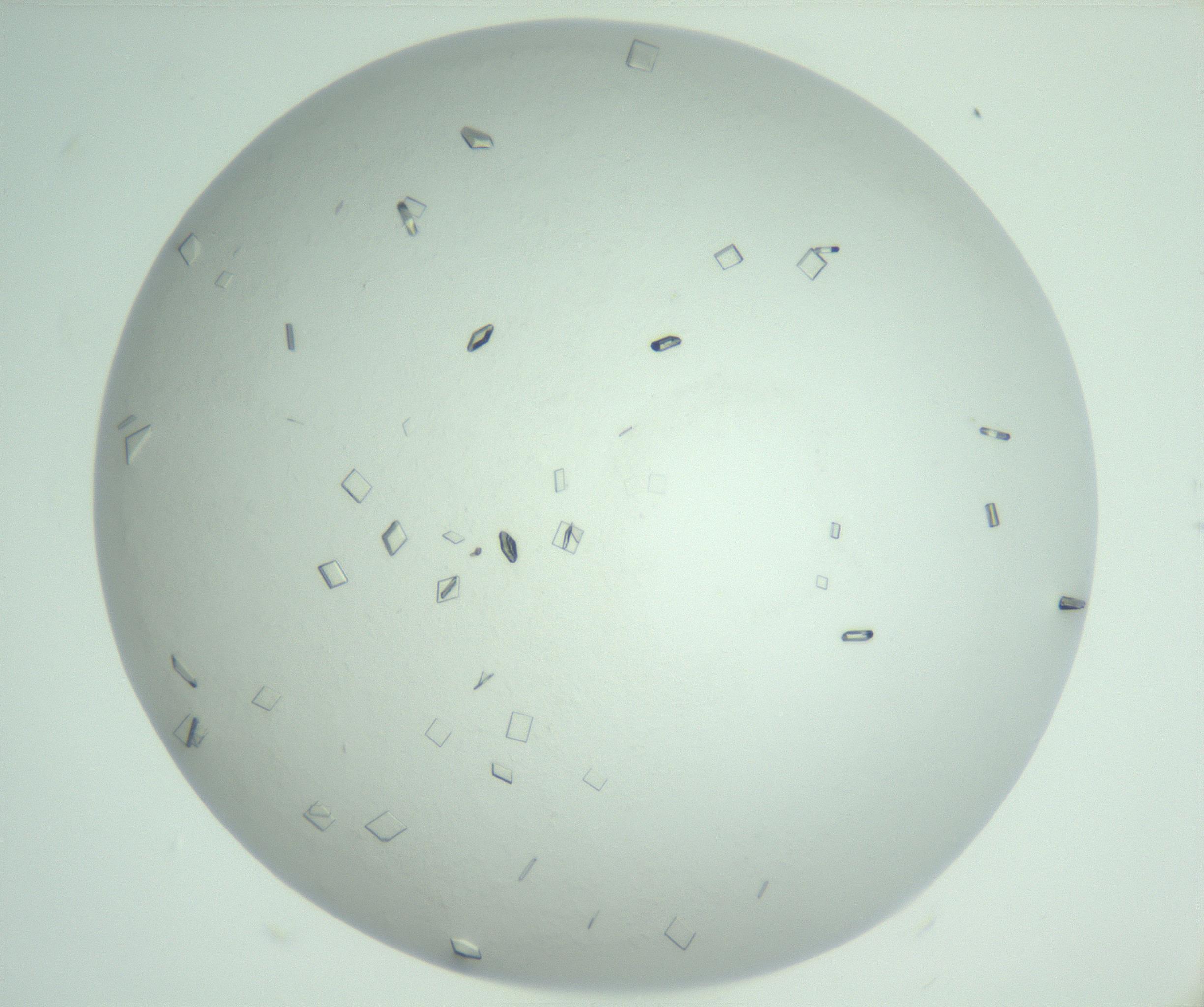 RI01_03_000_0212_Proj1_Clon1_MC_0000MC103008_002_161119_05_01_02_00_99_002_001_RAI.jpg