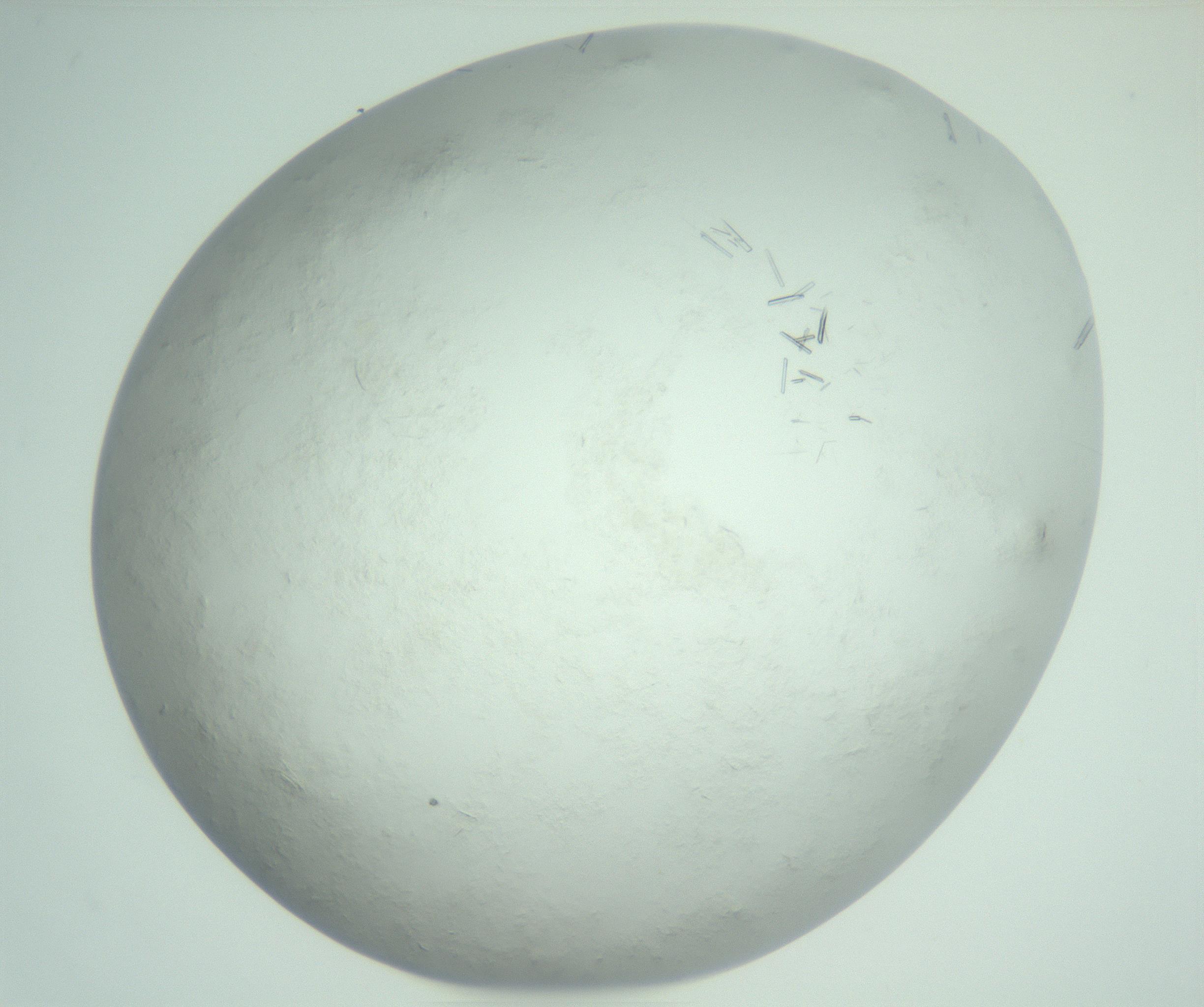 RI01_03_000_0212_Proj1_Clon1_MC_0000MC103008_002_161119_05_03_02_00_99_002_001_RAI.jpg