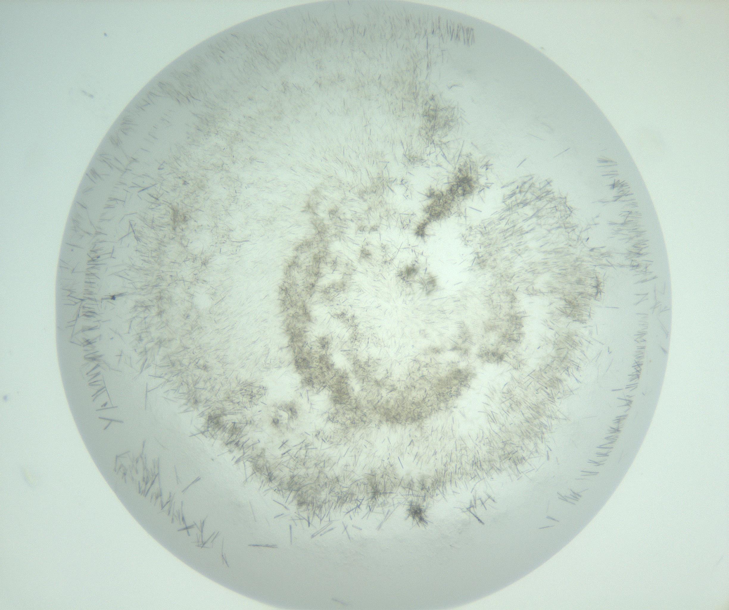 RI01_03_000_0212_Proj1_Clon1_MC_0000MC103008_002_161119_07_04_02_00_99_002_001_RAI.jpg