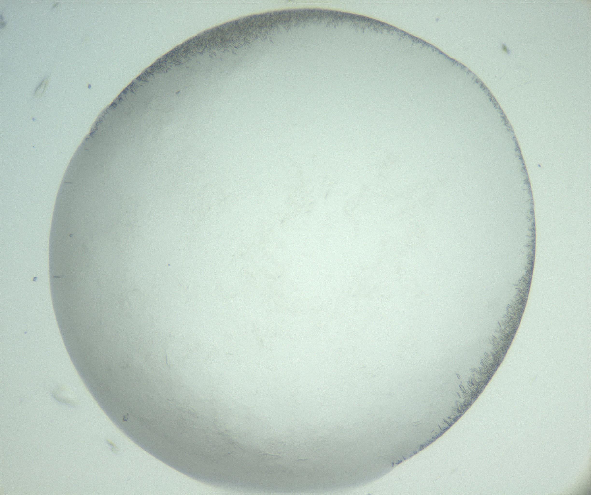 RI01_03_000_0212_Proj1_Clon1_MC_0000MC103008_002_161119_07_06_02_00_99_002_001_RAI.jpg