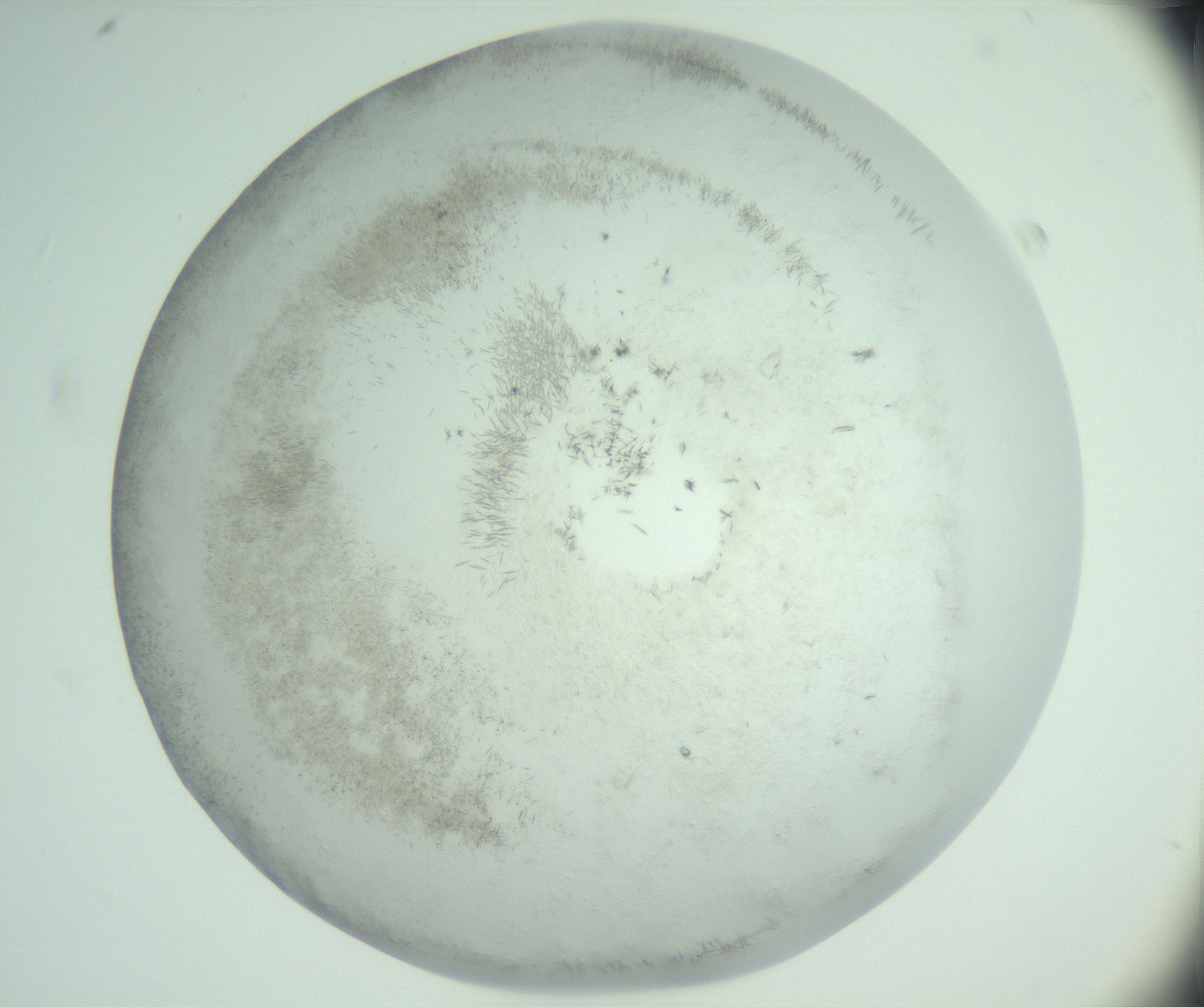 RI01_03_000_0212_Proj1_Clon1_MC_0000MC103008_002_161119_08_01_02_00_99_002_001_RAI.jpg
