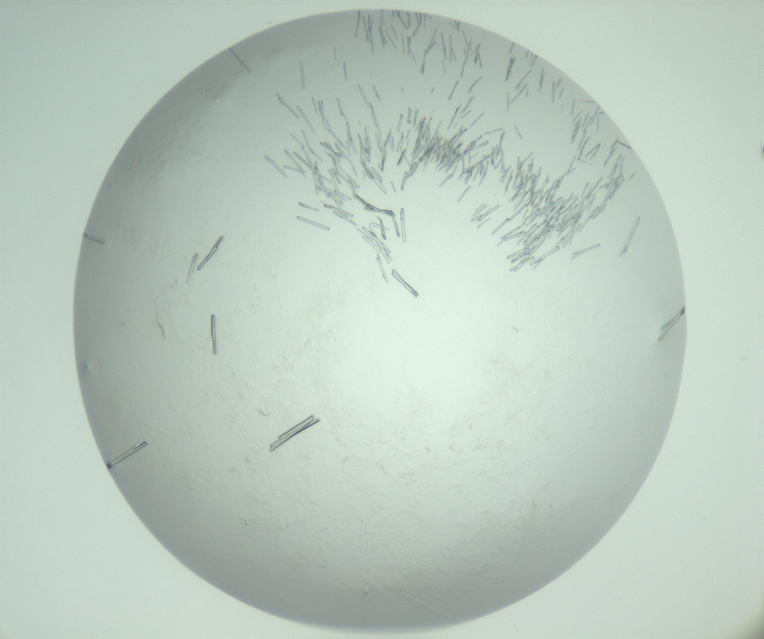 RI01_03_000_0212_Proj1_Clon1_MC_0000MC103008_002_161119_08_02_02_00_99_002_001_RAI.jpg