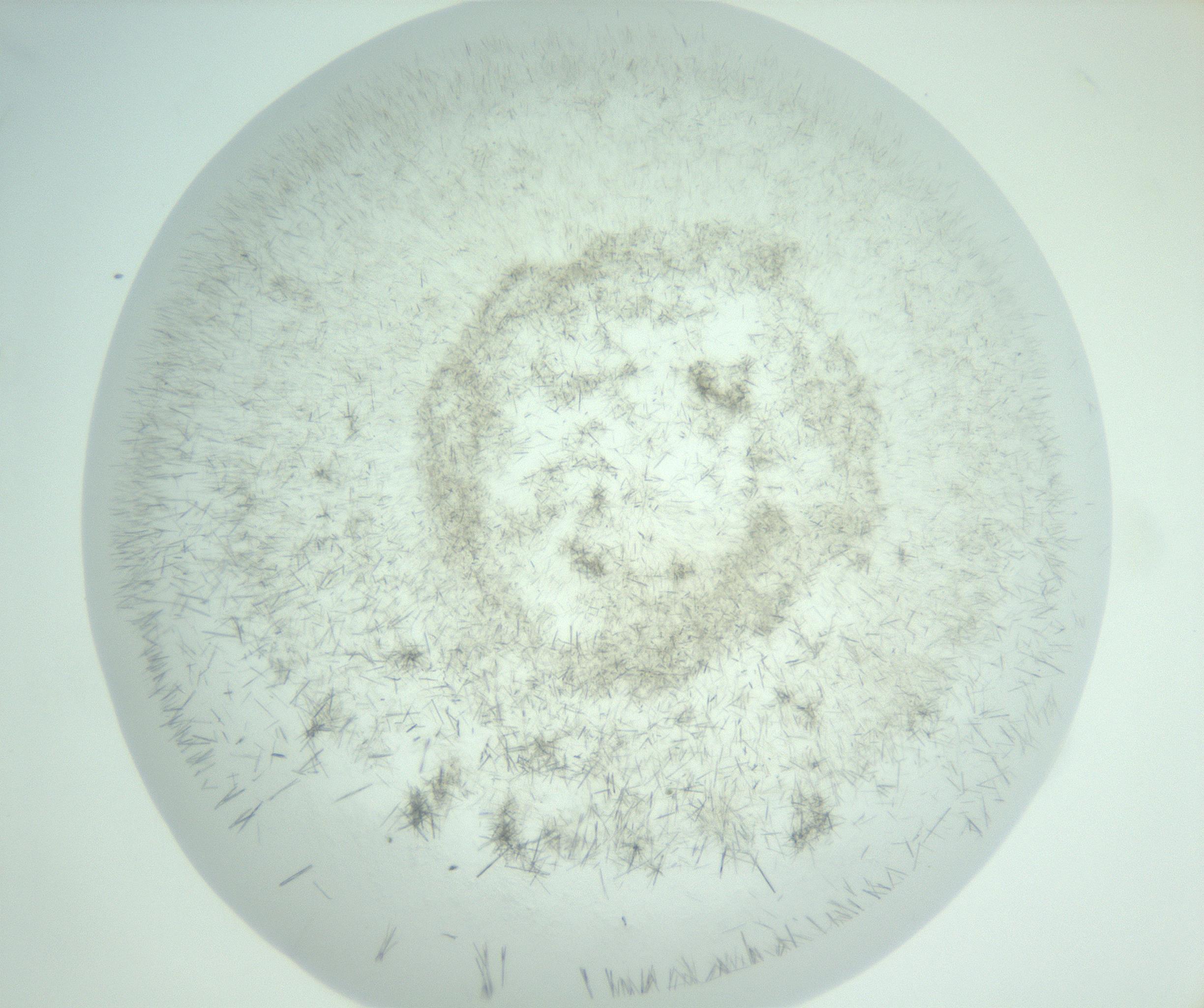 RI01_03_000_0212_Proj1_Clon1_MC_0000MC103008_002_161119_08_05_02_00_99_002_001_RAI.jpg