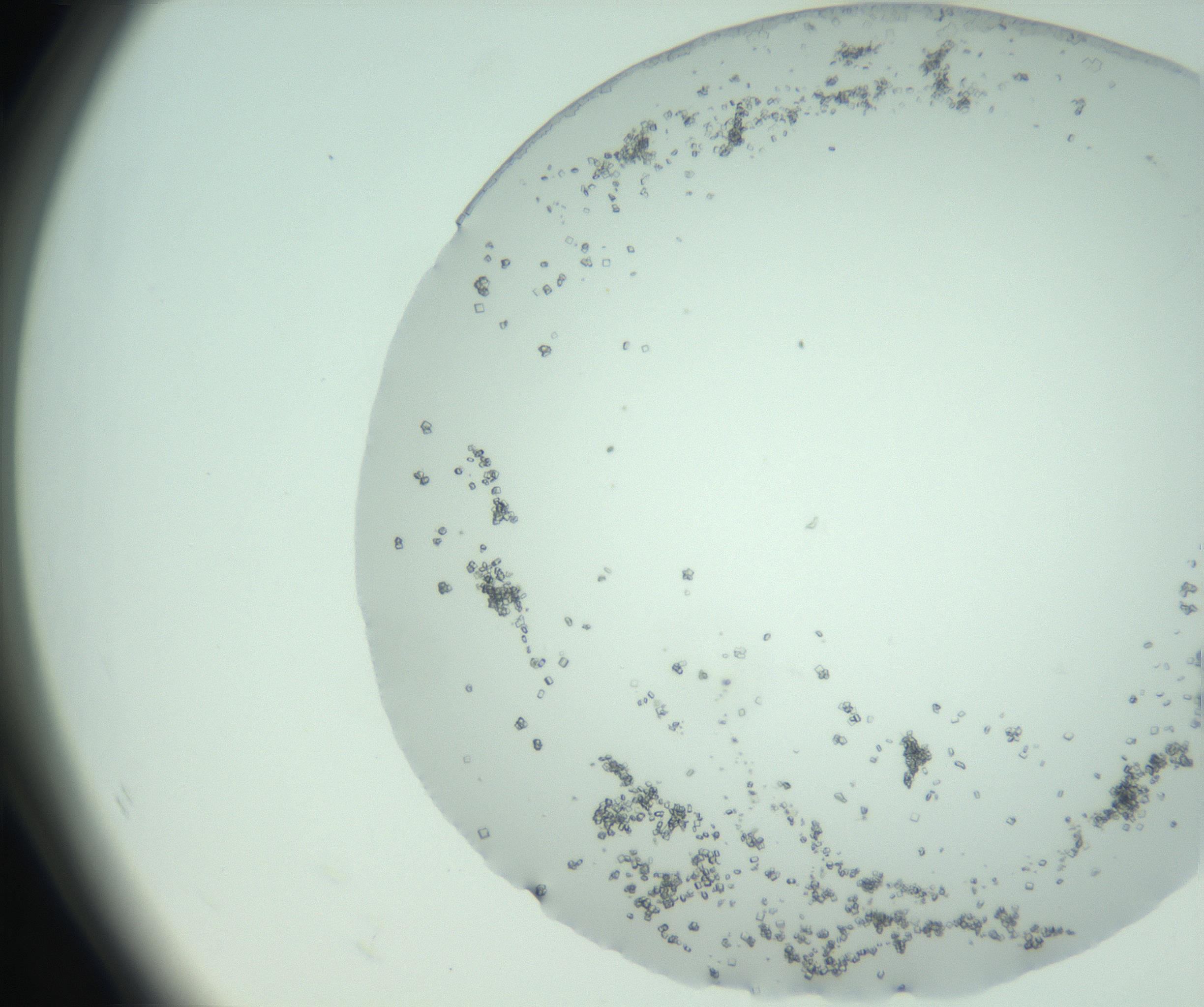 RI01_03_000_0212_Proj1_Clon1_MC_0000MC103008_002_161119_08_07_02_00_99_002_001_RAI.jpg