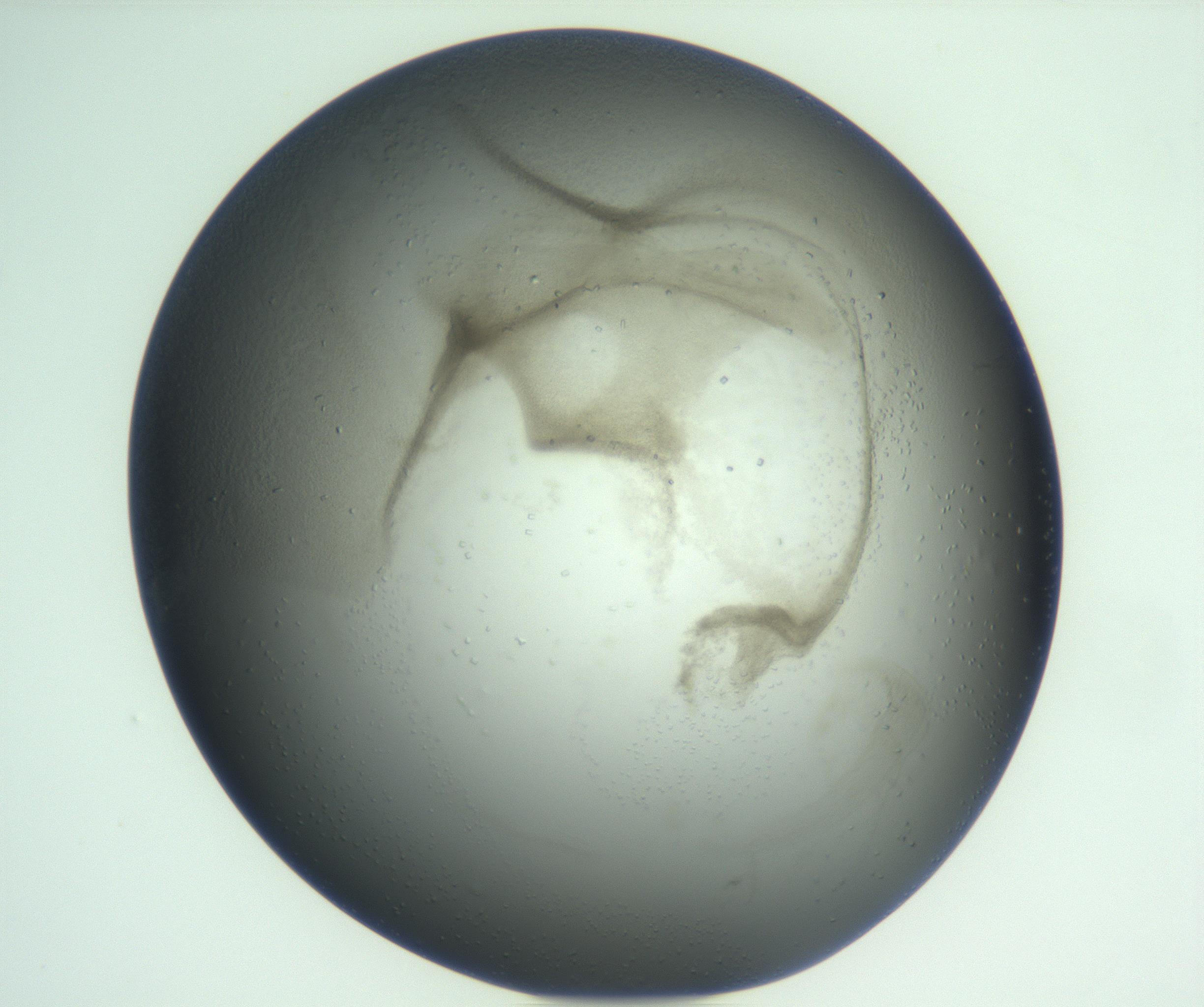 RI01_03_000_0212_Proj1_Clon1_MC_0000MC103008_002_161119_09_01_01_00_99_002_001_RAI.jpg