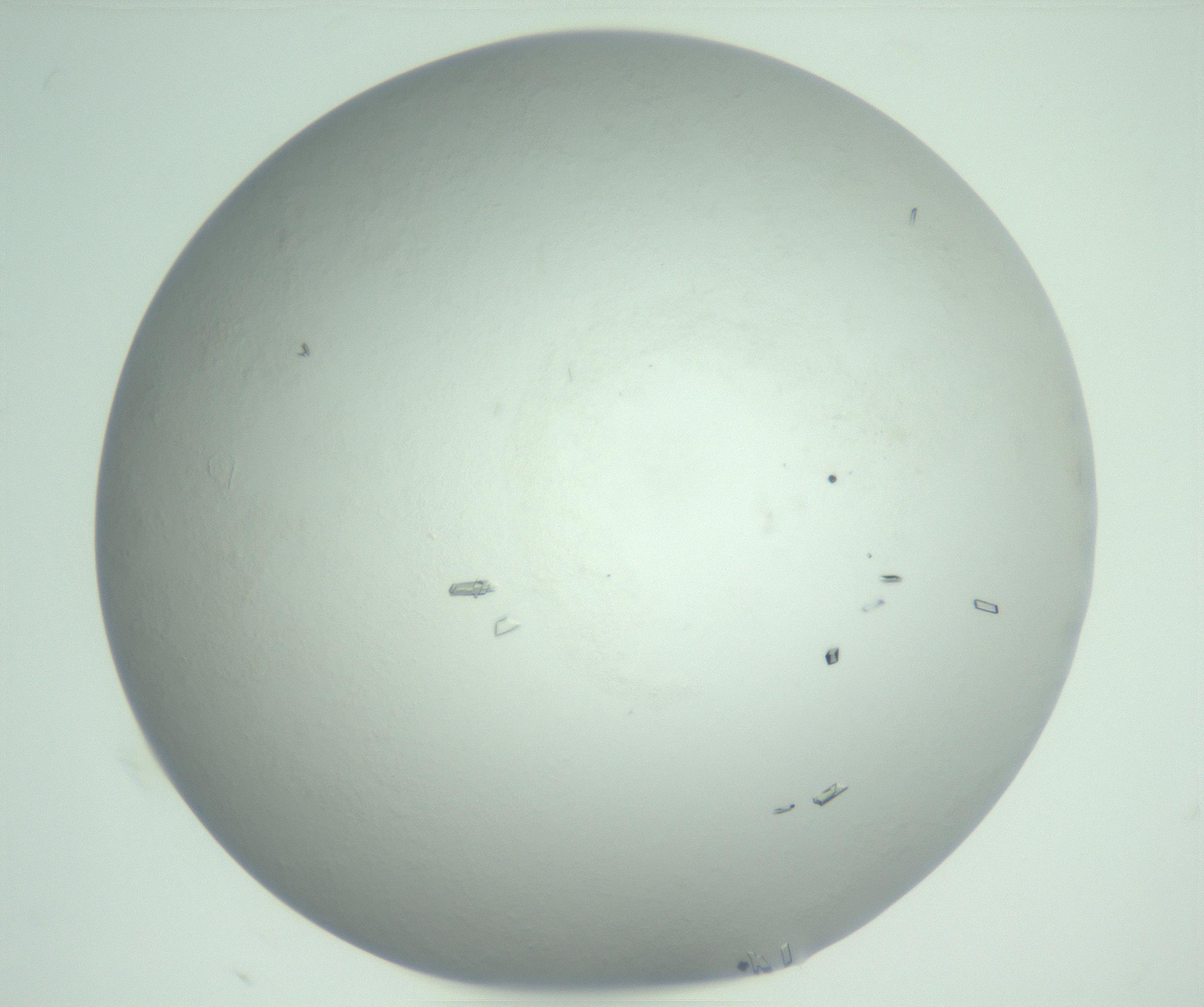 RI01_03_000_0212_Proj1_Clon1_MC_0000MC103008_002_161119_09_01_02_00_99_002_001_RAI.jpg