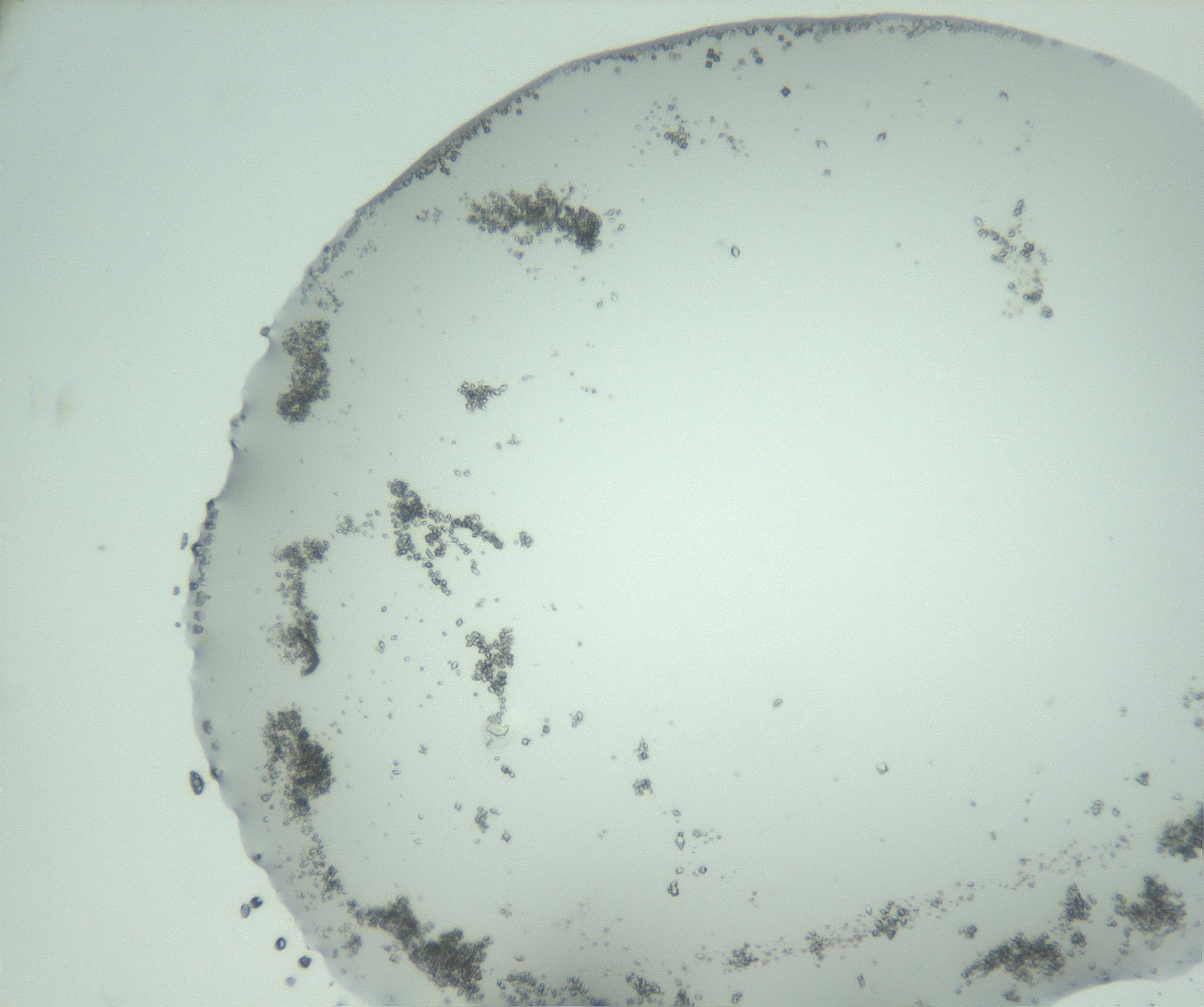 RI01_03_000_0212_Proj1_Clon1_MC_0000MC103008_002_161119_09_03_02_00_99_002_001_RAI.jpg