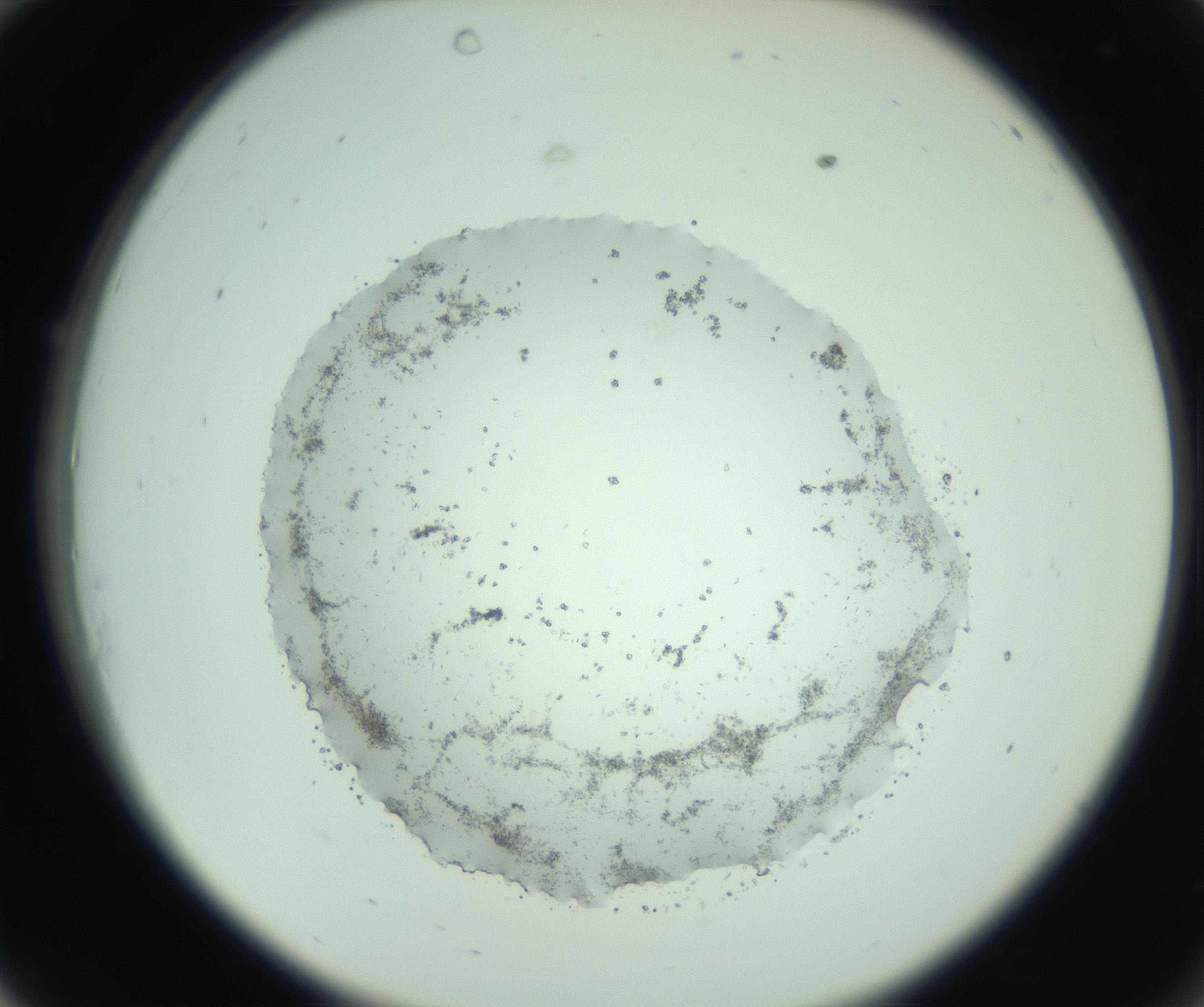 RI01_03_000_0212_Proj1_Clon1_MC_0000MC103008_002_161119_10_03_02_00_99_002_001_RAI.jpg