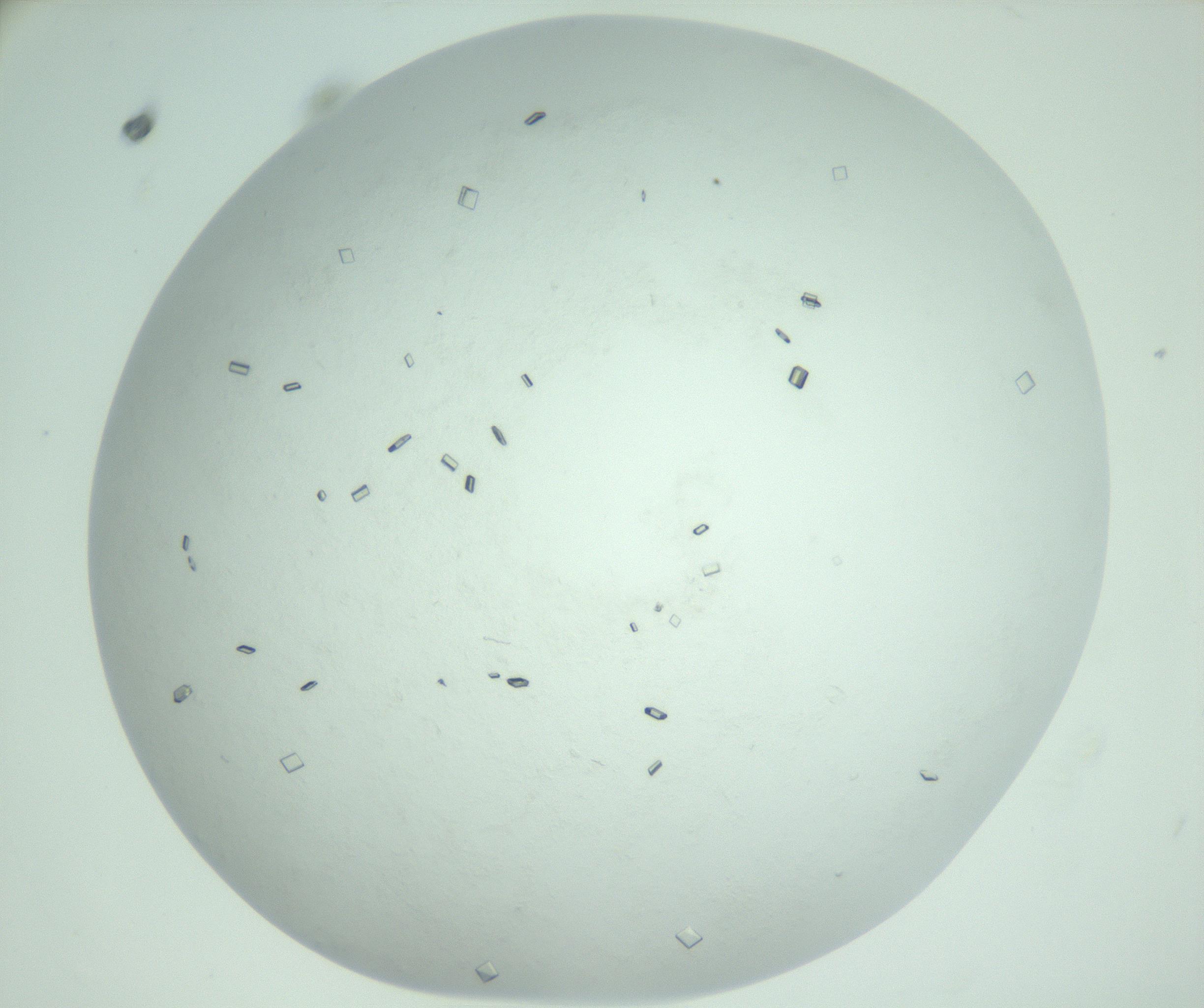 RI01_03_000_0212_Proj1_Clon1_MC_0000MC103008_002_161119_10_05_02_00_99_002_001_RAI.jpg