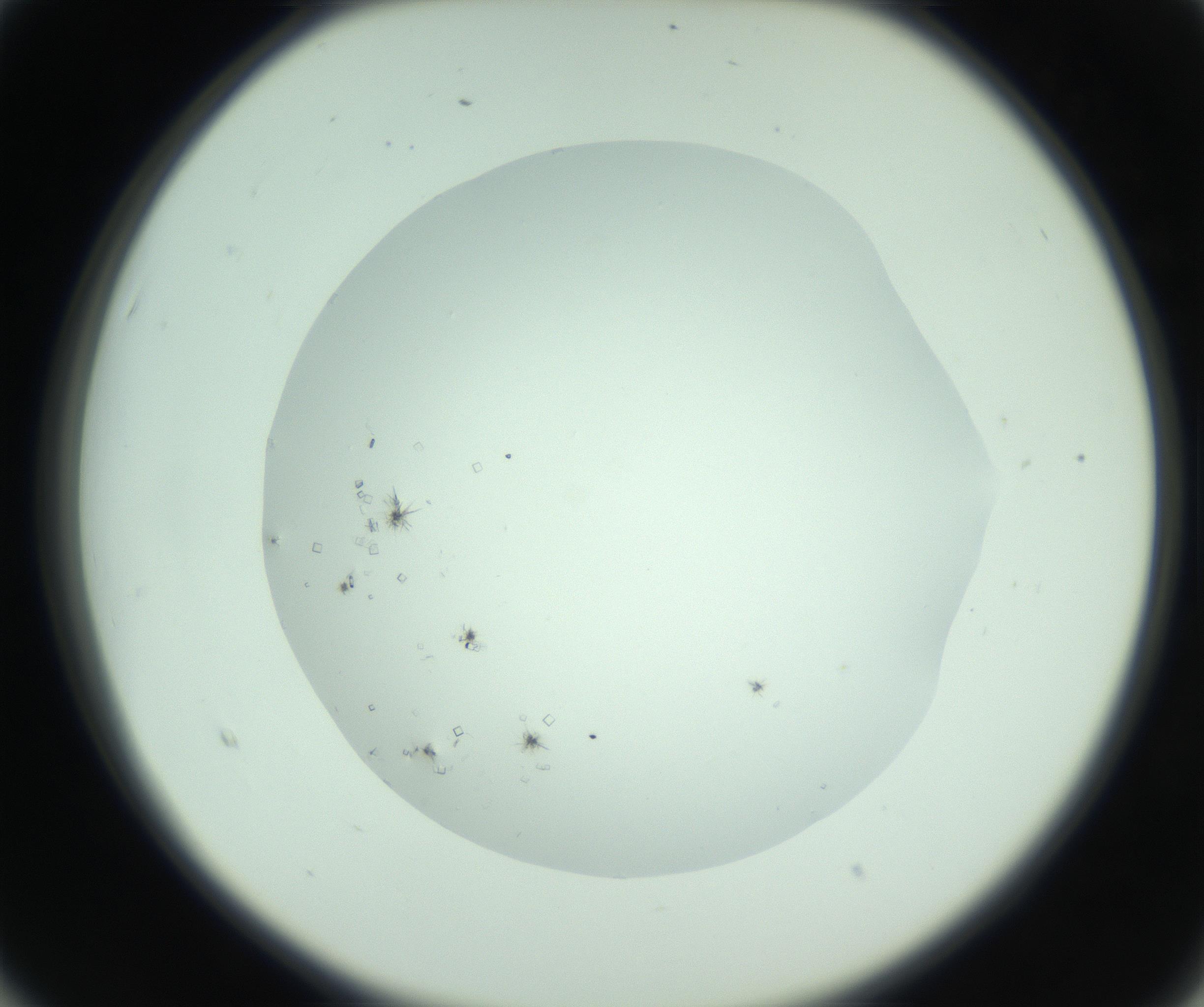 RI01_03_000_0212_Proj1_Clon1_MC_0000MC103008_003_161121_03_02_02_00_99_002_001_RAI.jpg