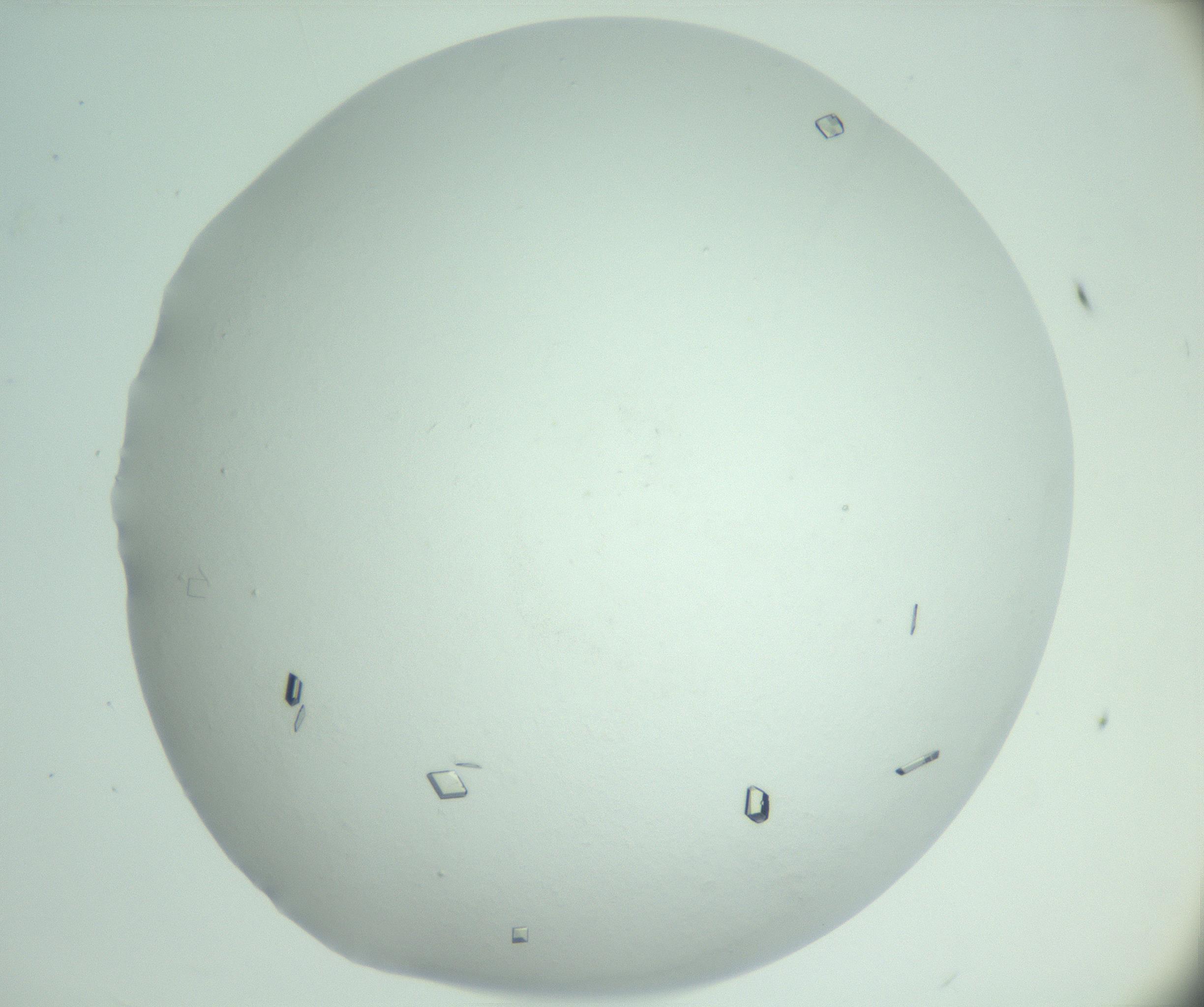 RI01_03_000_0212_Proj1_Clon1_MC_0000MC103008_003_161121_09_07_02_00_99_002_001_RAI.jpg
