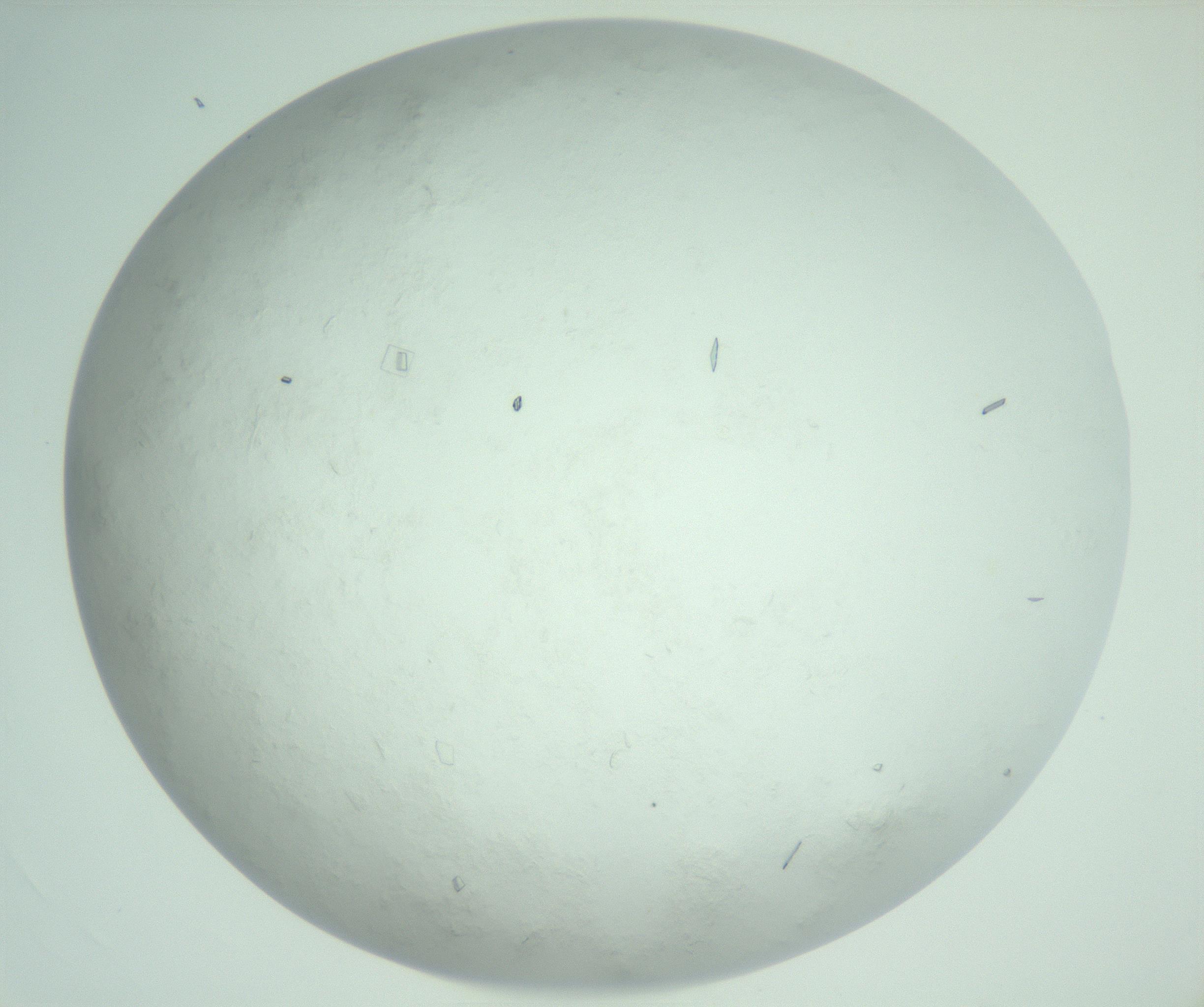 RI01_03_000_0212_Proj1_Clon1_MC_0000MC103008_004_161123_04_03_02_00_99_002_001_RAI.jpg