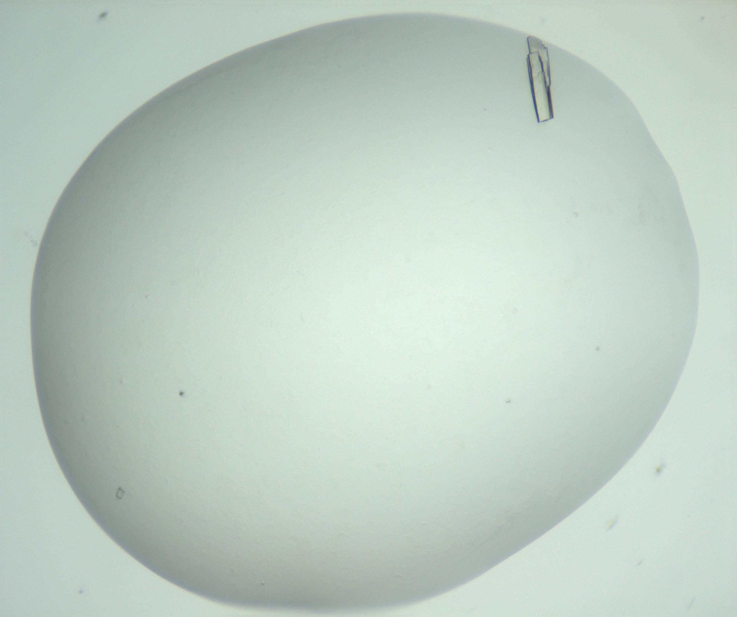 RI01_03_000_0212_Proj1_Clon1_MC_0000MC103008_004_161123_04_04_02_00_99_002_001_RAI.jpg