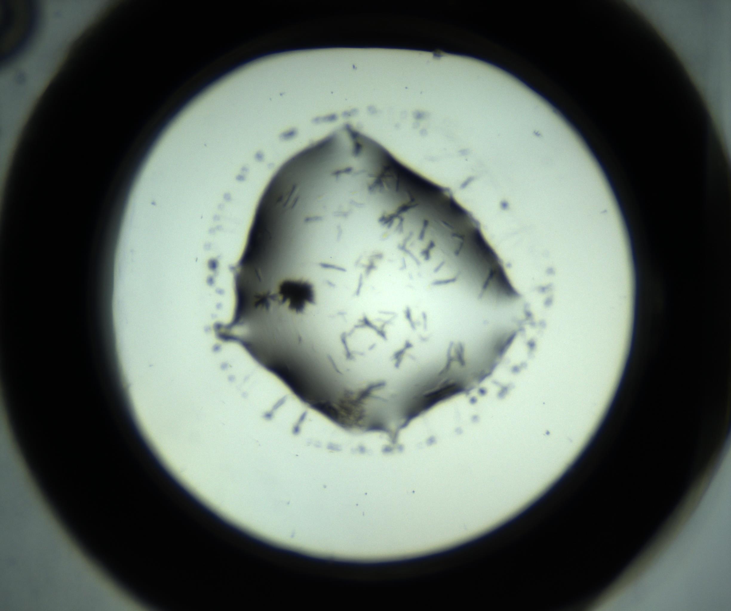 RI01_03_000_0212_Proj1_Clon1_MC_0000MC103008_004_161123_06_05_02_00_98_002_001_RAI.jpg