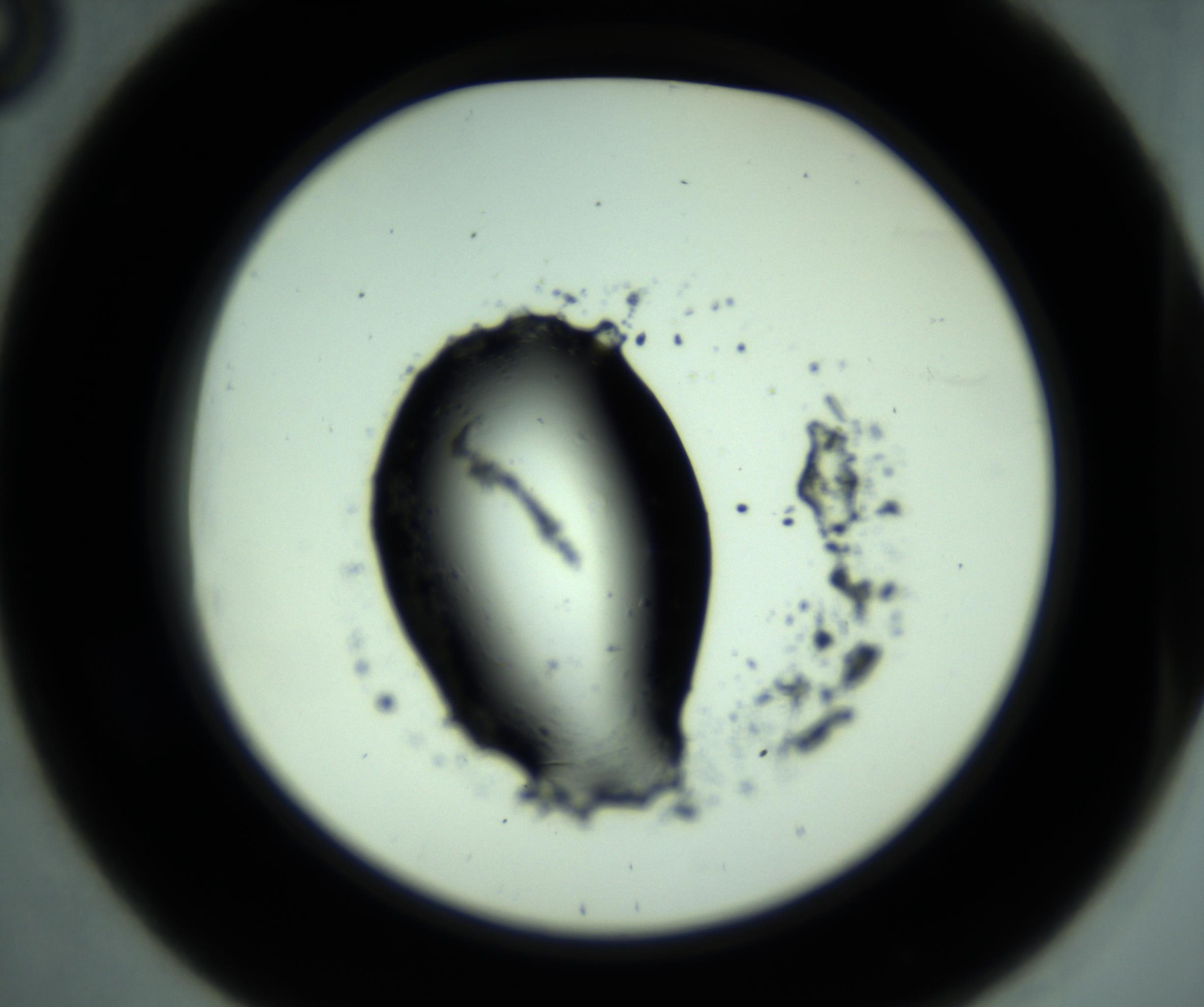 RI01_03_000_0212_Proj1_Clon1_MC_0000MC103008_004_161123_08_03_02_00_98_002_001_RAI.jpg