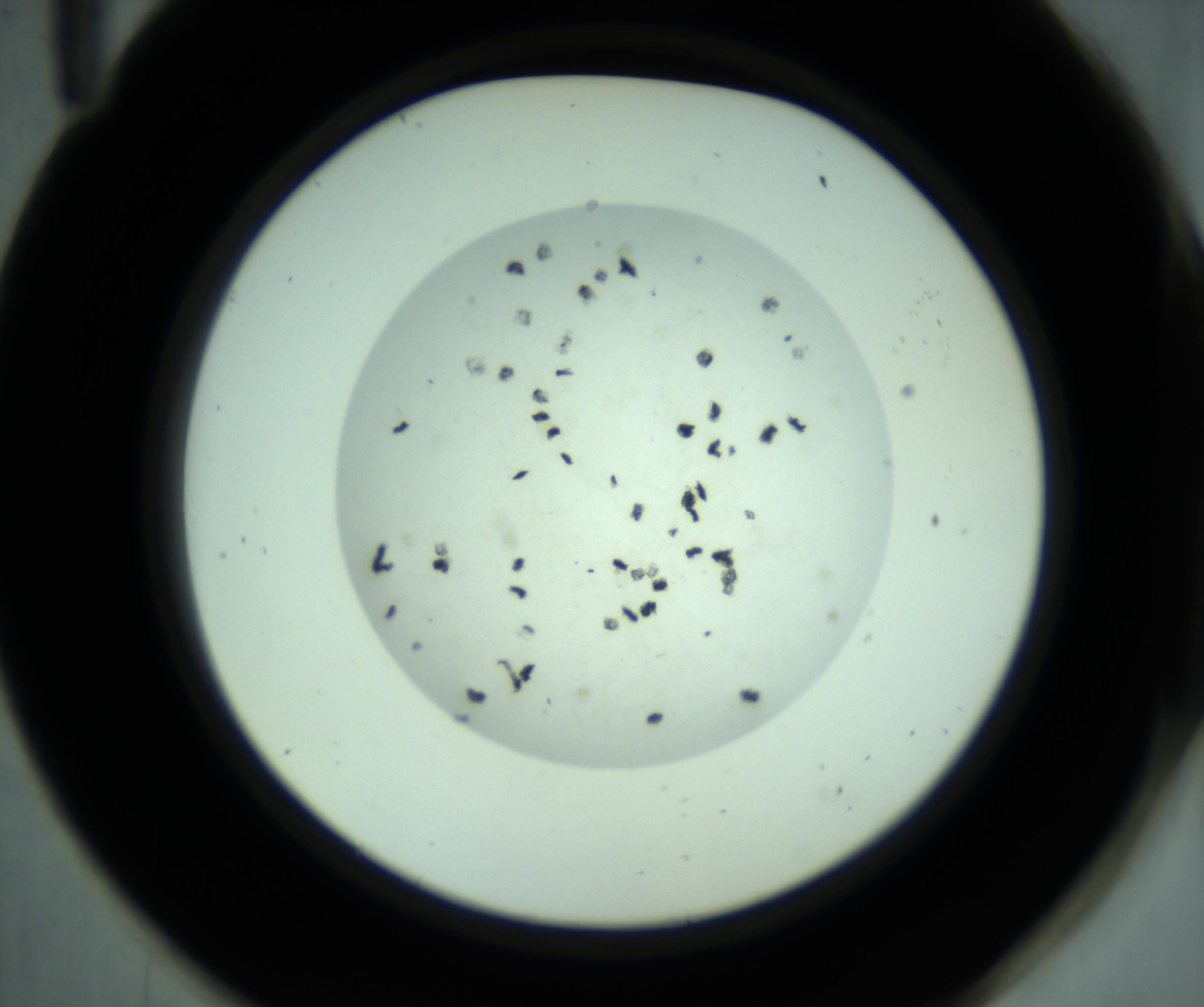 RI01_03_000_0212_Proj1_Clon1_MC_0000MC103008_004_161123_11_05_02_00_98_002_001_RAI.jpg