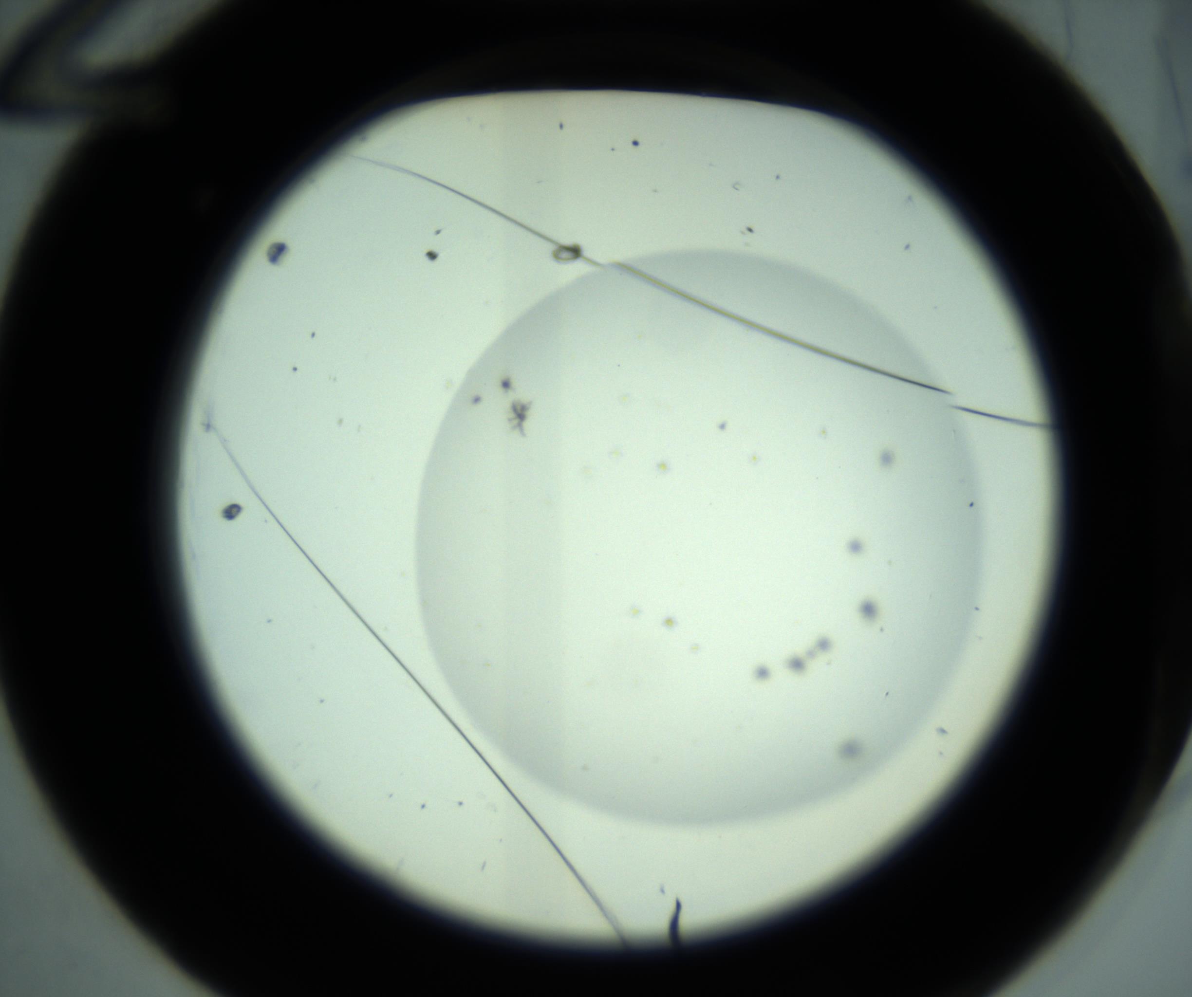 RI01_03_000_0212_Proj1_Clon1_MC_0000MC103008_004_161123_12_01_02_00_98_002_001_RAI.jpg