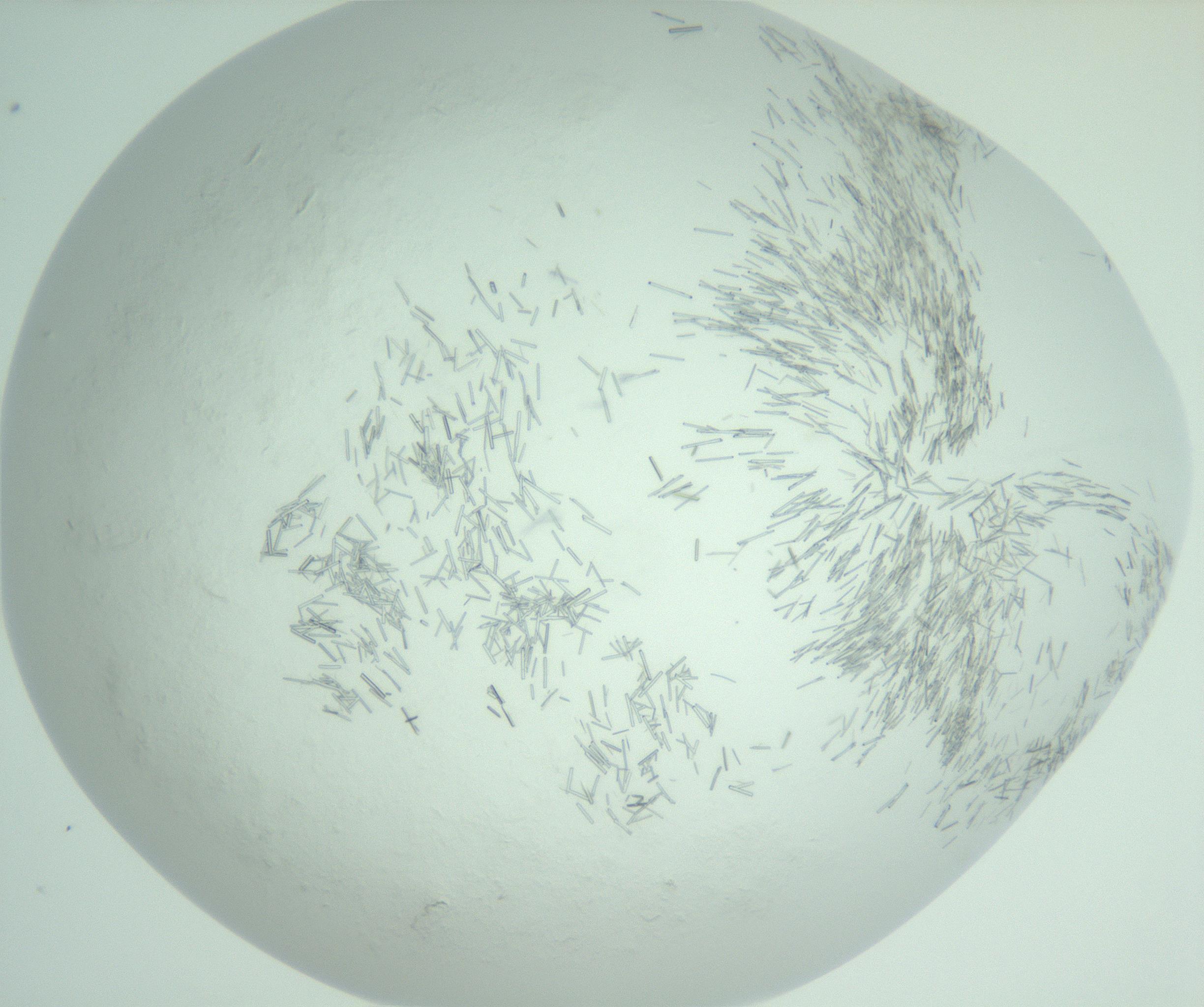 RI01_03_000_0212_Proj1_Clon1_MC_0000MC103008_005_161125_03_03_02_00_99_002_001_RAI.jpg