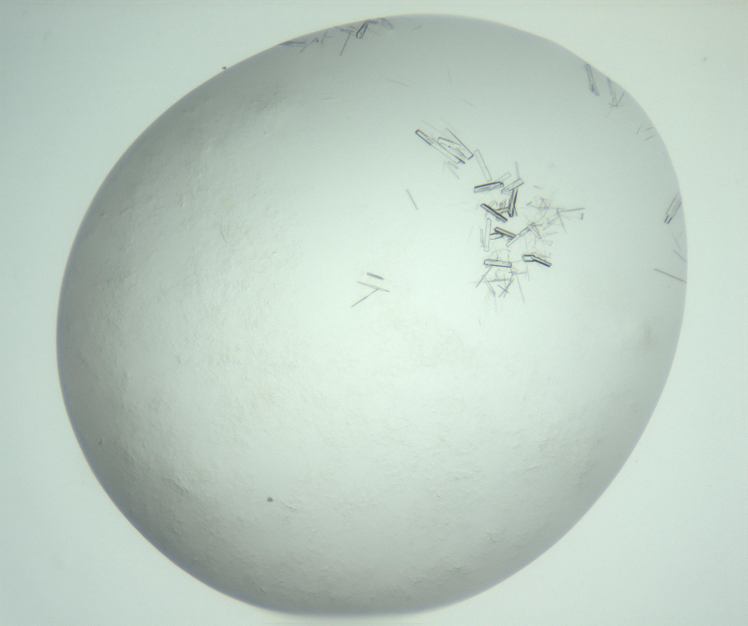 RI01_03_000_0212_Proj1_Clon1_MC_0000MC103008_005_161125_05_03_02_00_99_002_001_RAI.jpg