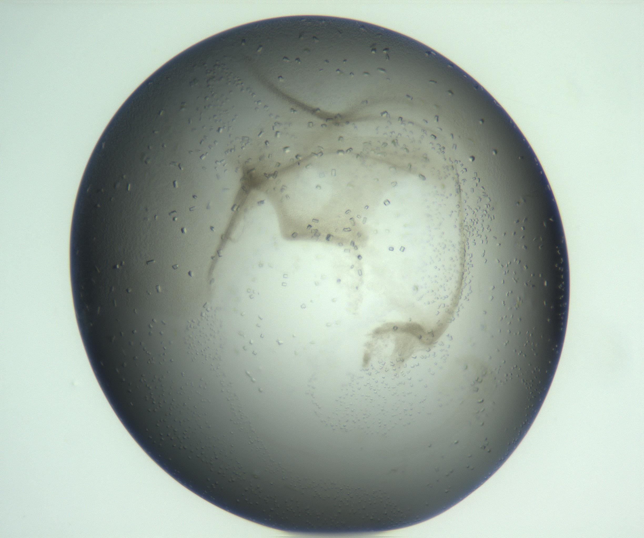 RI01_03_000_0212_Proj1_Clon1_MC_0000MC103008_005_161125_09_01_01_00_99_002_001_RAI.jpg