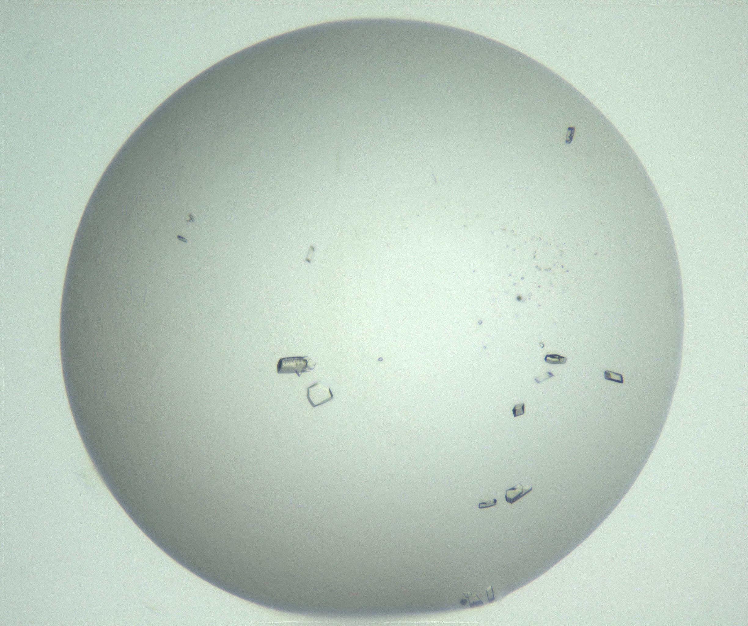 RI01_03_000_0212_Proj1_Clon1_MC_0000MC103008_005_161125_09_01_02_00_99_002_001_RAI.jpg