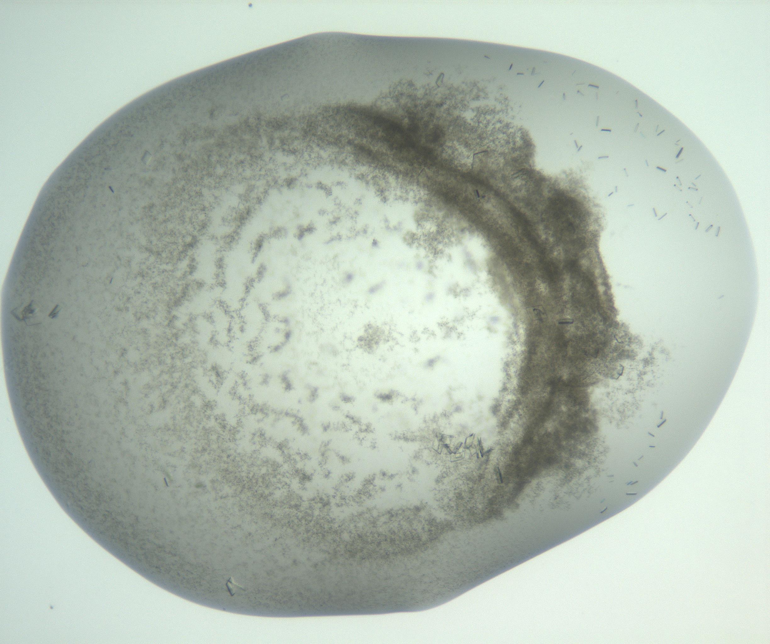 RI01_03_000_0212_Proj1_Clon1_MC_0000MC103009_002_161119_02_08_01_00_99_002_001_RAI.jpg