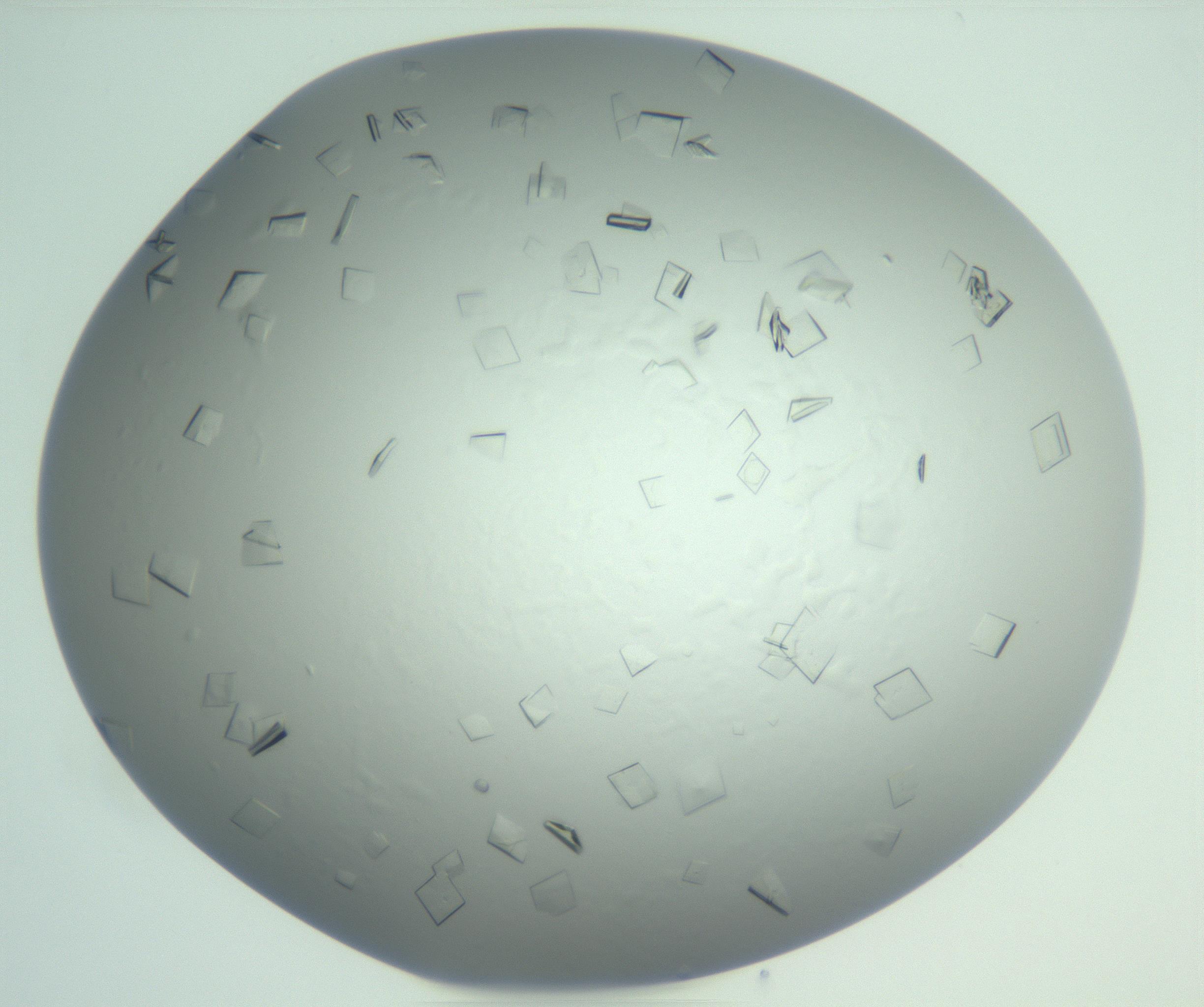 RI01_03_000_0212_Proj1_Clon1_MC_0000MC103009_002_161119_03_07_01_00_99_002_001_RAI.jpg