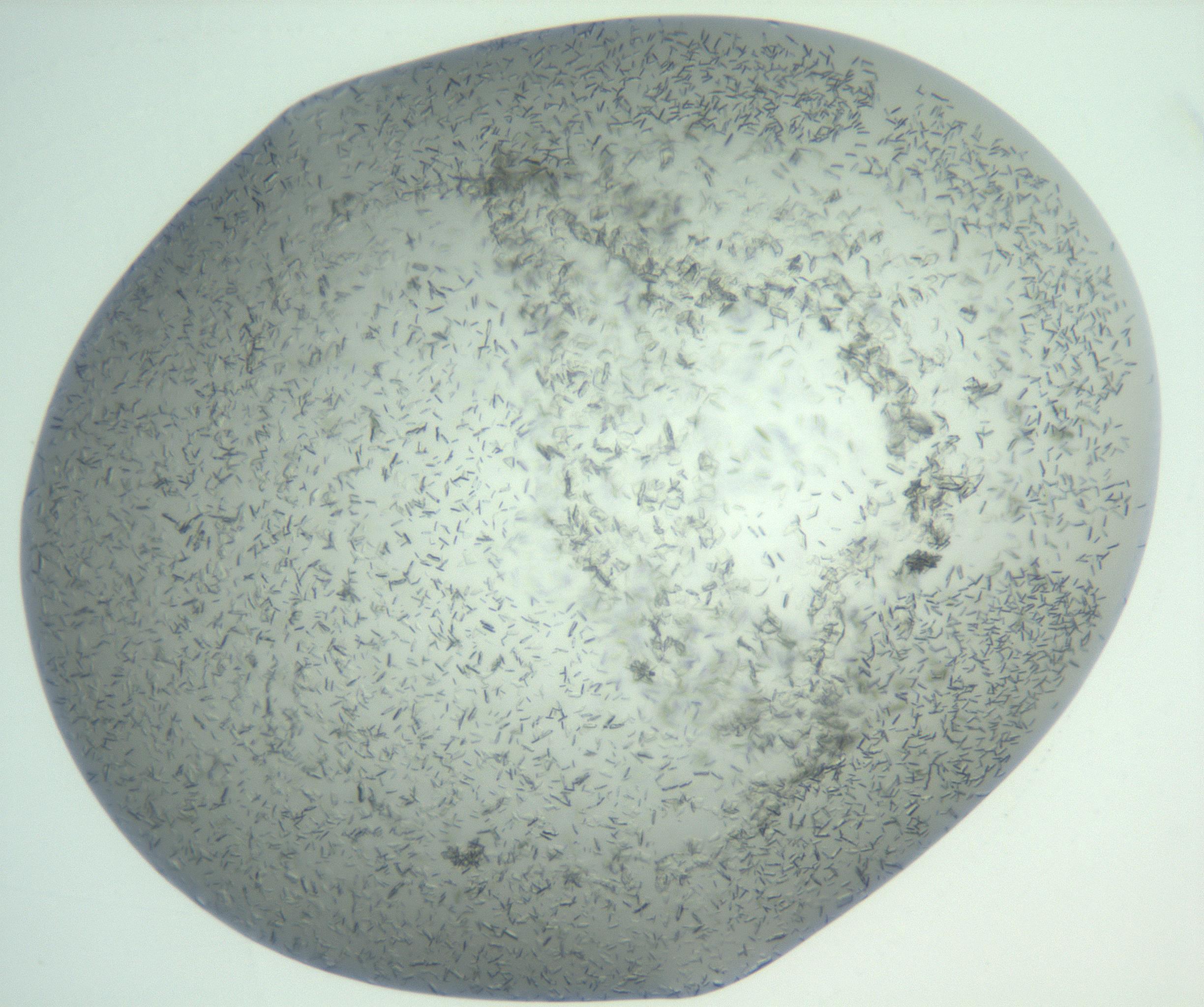 RI01_03_000_0212_Proj1_Clon1_MC_0000MC103009_002_161119_03_08_01_00_99_002_001_RAI.jpg