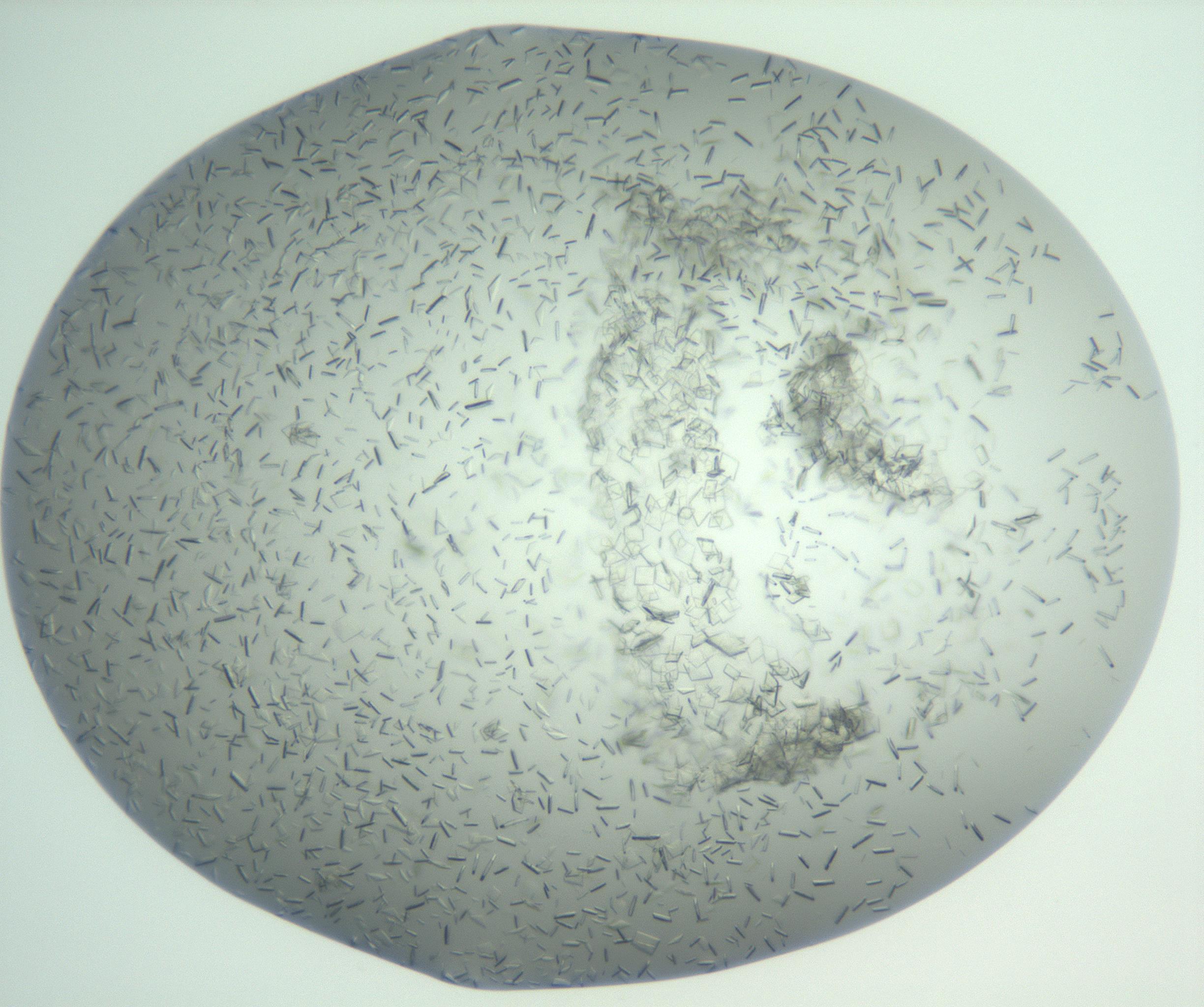 RI01_03_000_0212_Proj1_Clon1_MC_0000MC103009_002_161119_04_08_01_00_99_002_001_RAI.jpg