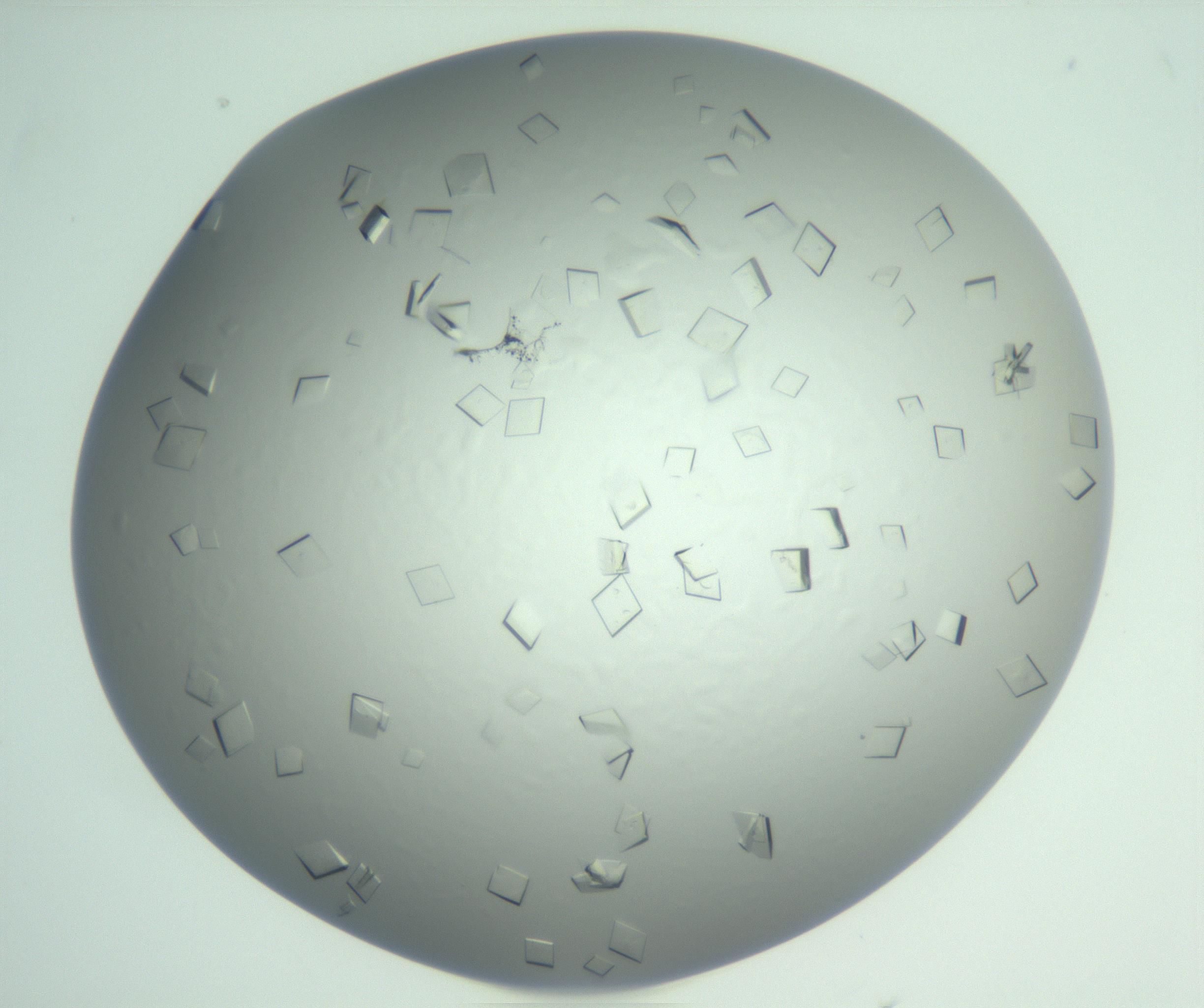 RI01_03_000_0212_Proj1_Clon1_MC_0000MC103009_002_161119_05_07_01_00_99_002_001_RAI.jpg