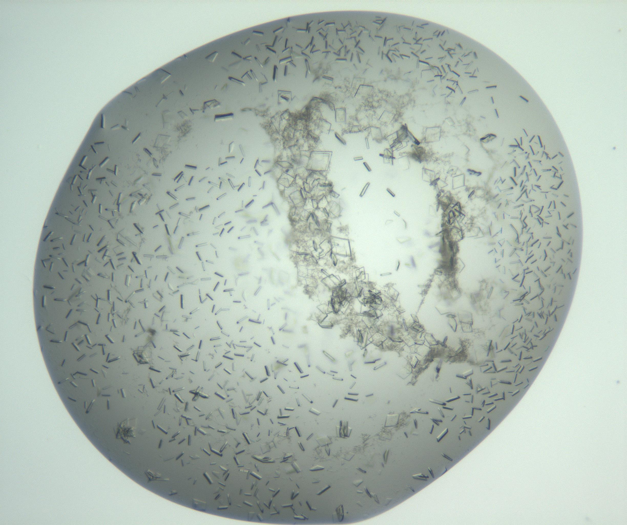 RI01_03_000_0212_Proj1_Clon1_MC_0000MC103009_002_161119_05_08_01_00_99_002_001_RAI.jpg