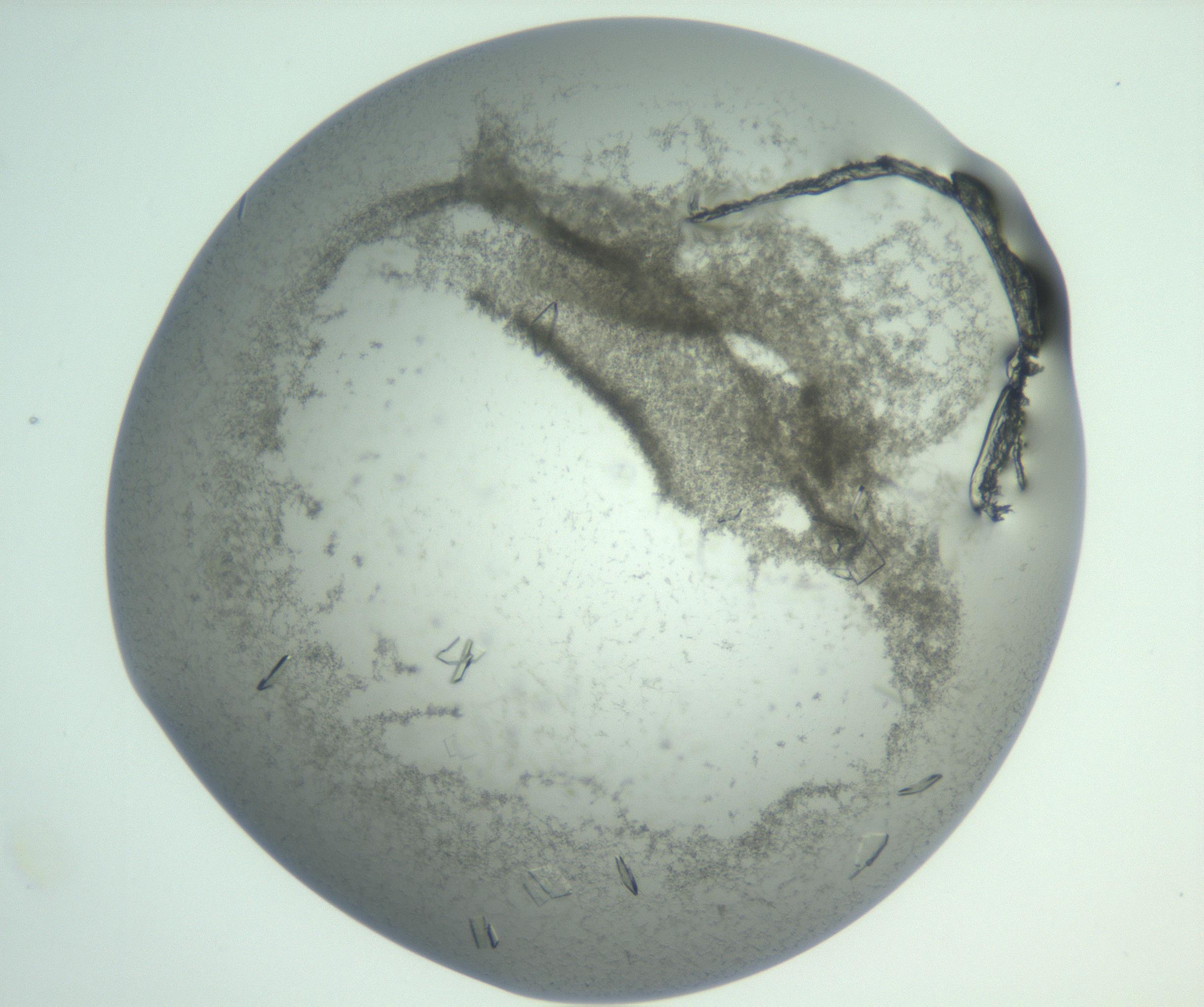 RI01_03_000_0212_Proj1_Clon1_MC_0000MC103009_002_161119_06_08_01_00_99_002_001_RAI.jpg
