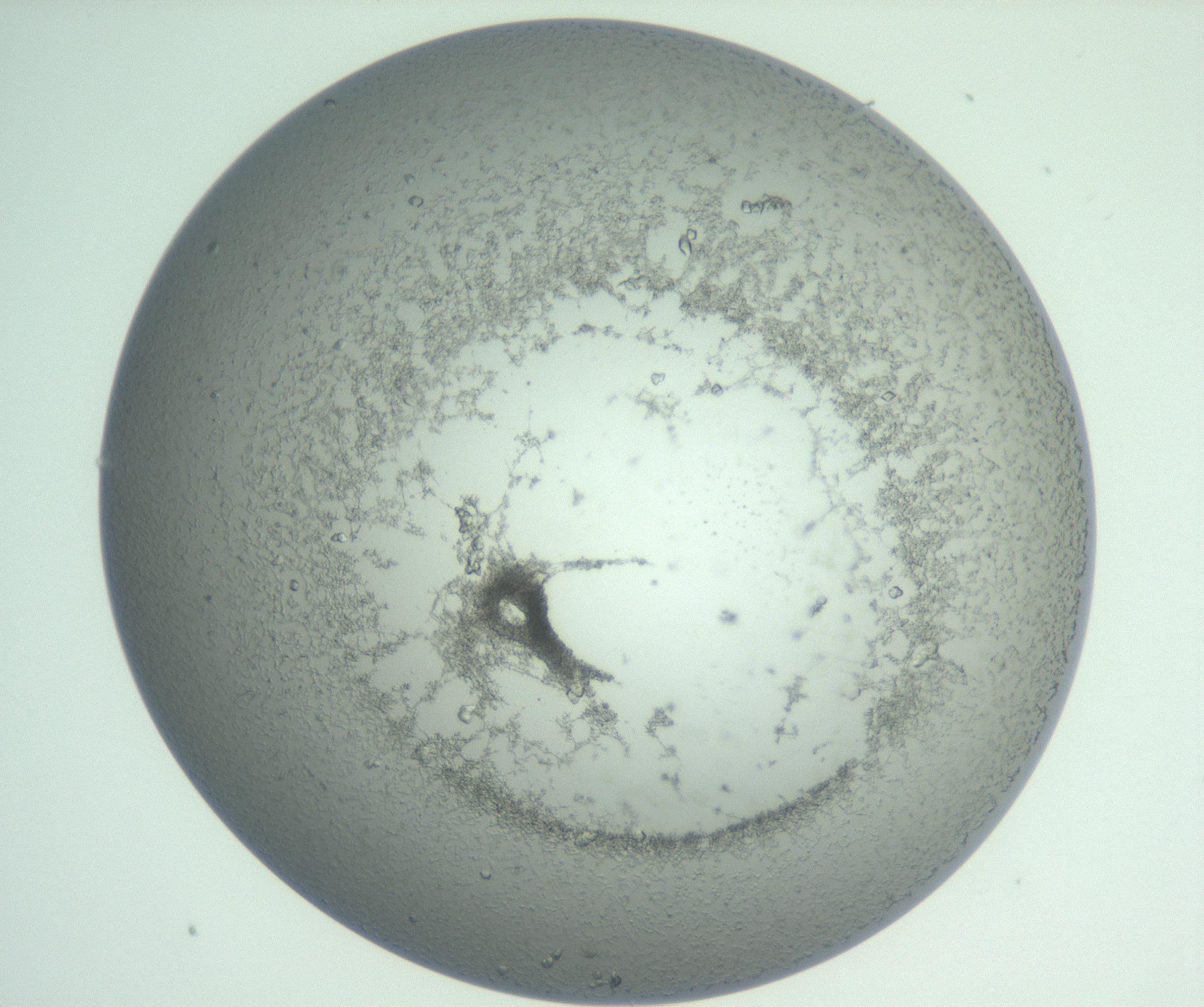 RI01_03_000_0212_Proj1_Clon1_MC_0000MC103009_002_161119_08_04_01_00_99_002_001_RAI.jpg