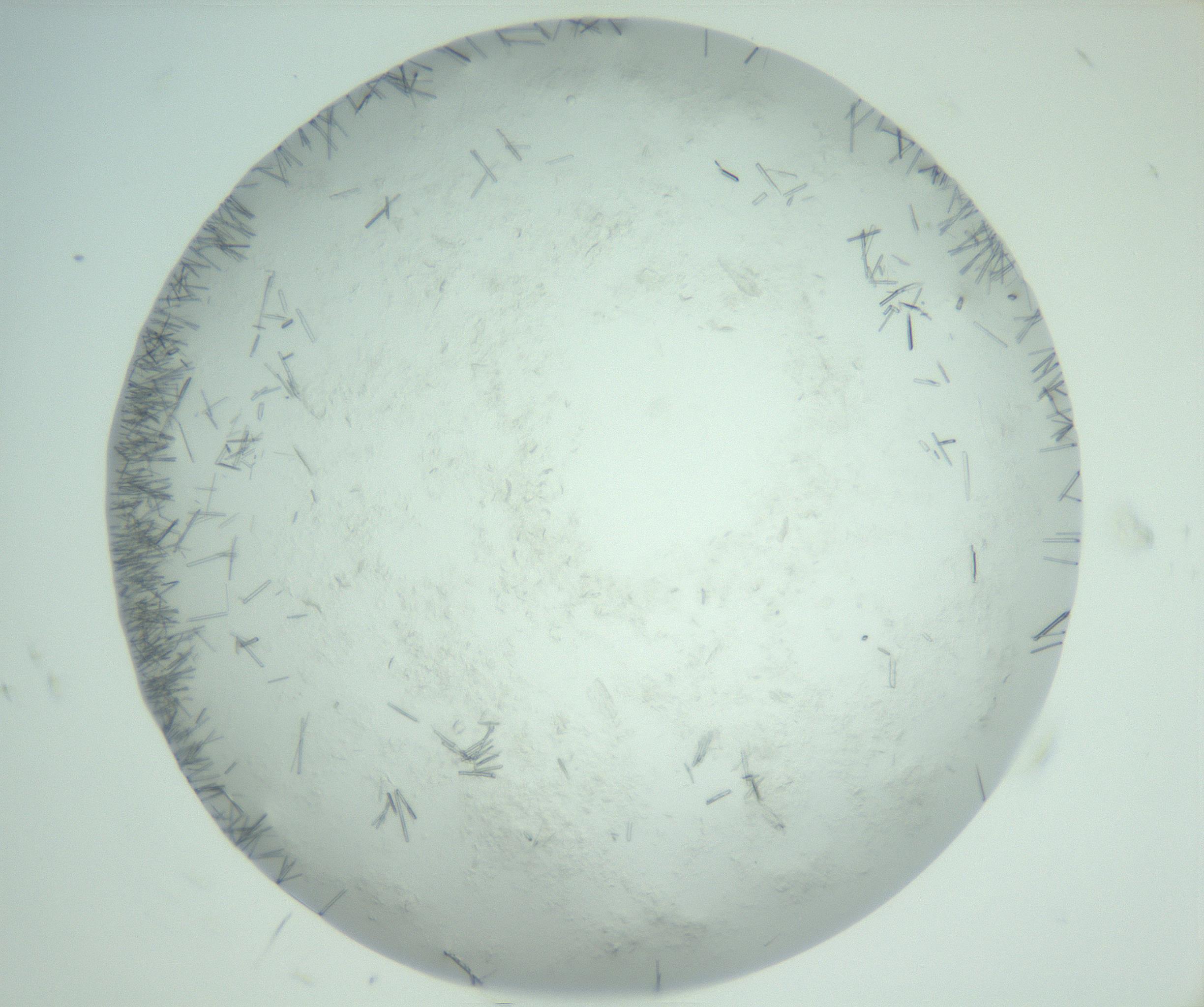 RI01_03_000_0212_Proj1_Clon1_MC_0000MC103009_002_161119_08_05_02_00_99_002_001_RAI.jpg