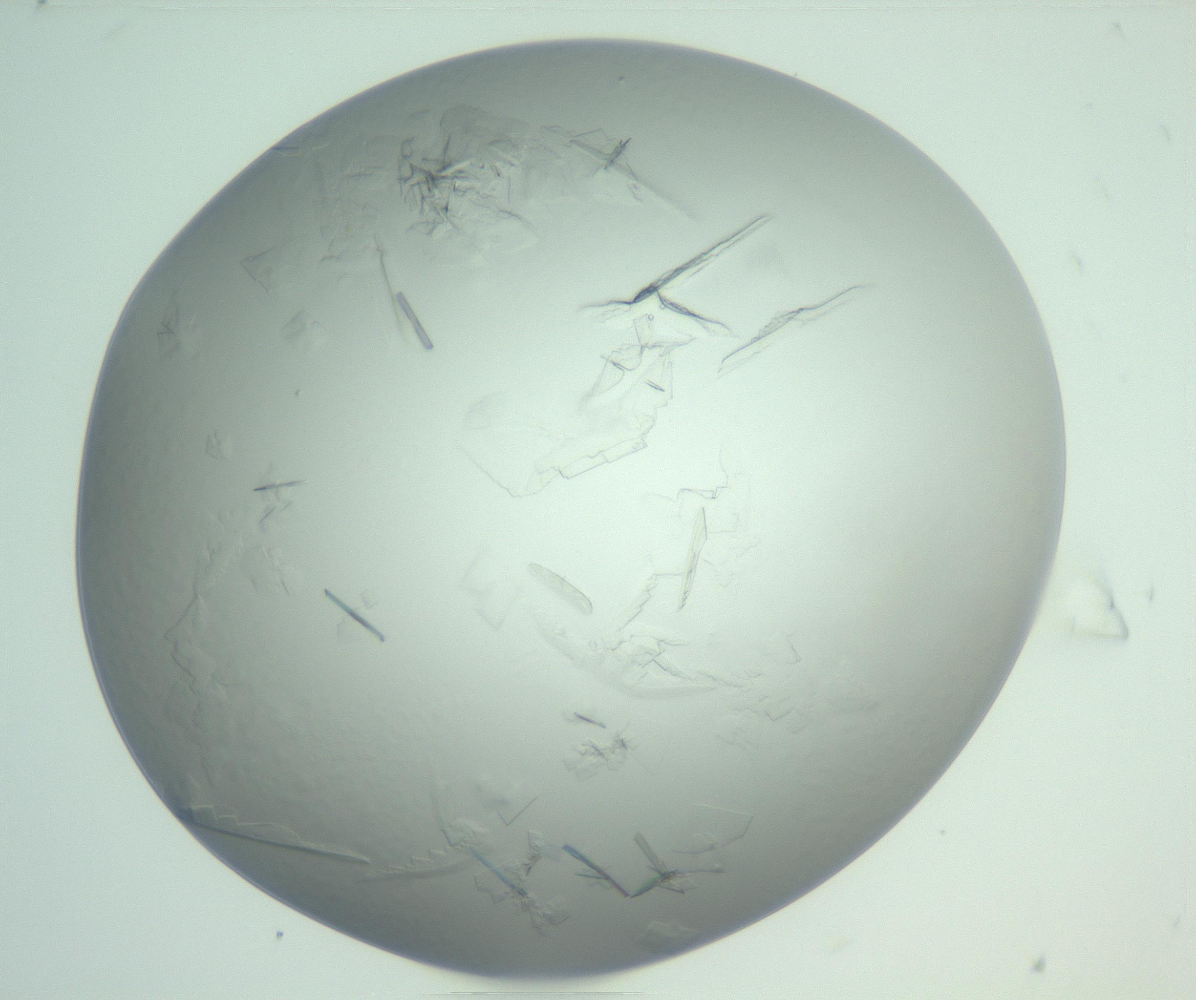 RI01_03_000_0212_Proj1_Clon1_MC_0000MC103009_002_161119_08_08_01_00_99_002_001_RAI.jpg
