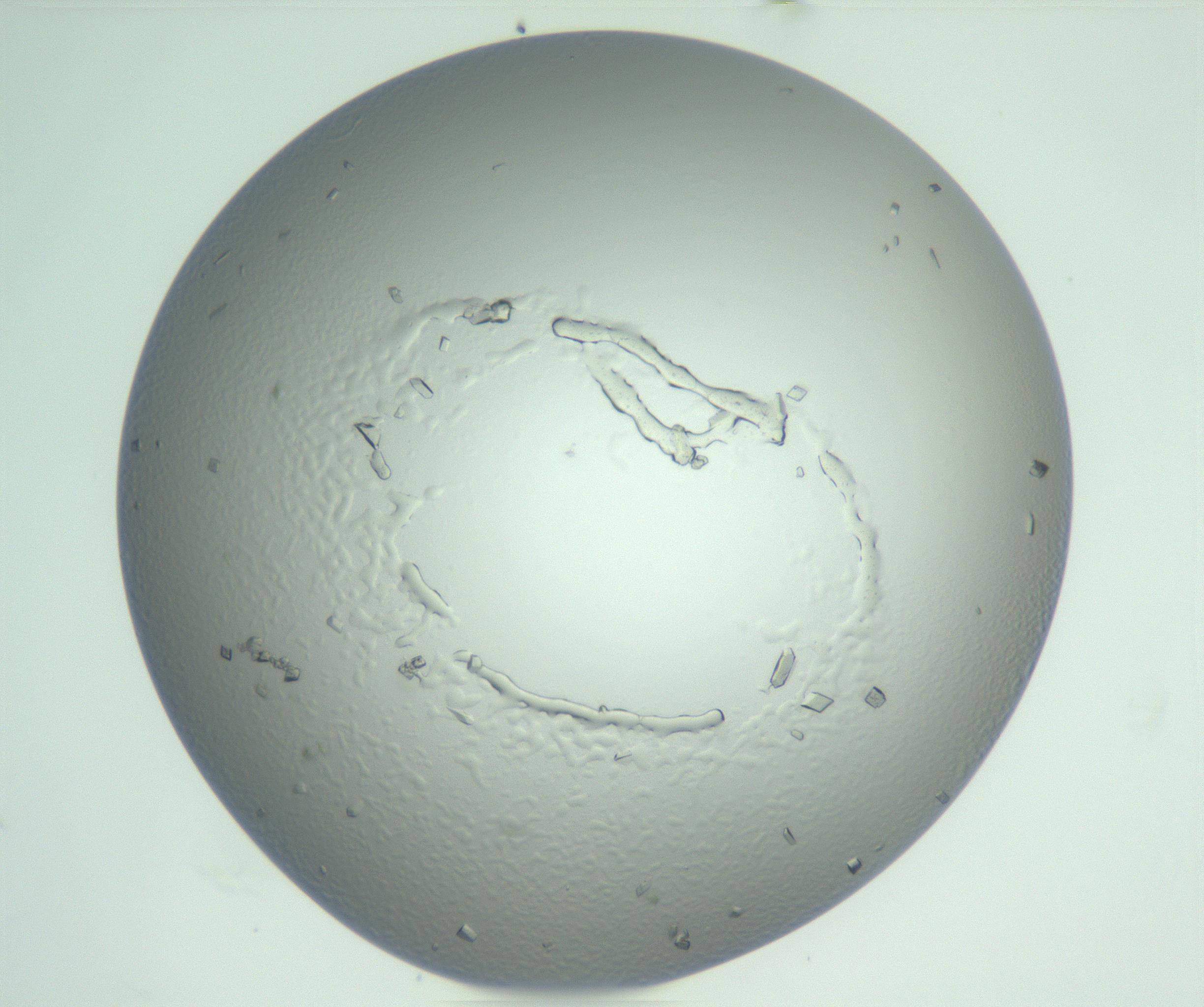 RI01_03_000_0212_Proj1_Clon1_MC_0000MC103009_002_161119_09_04_01_00_99_002_001_RAI.jpg
