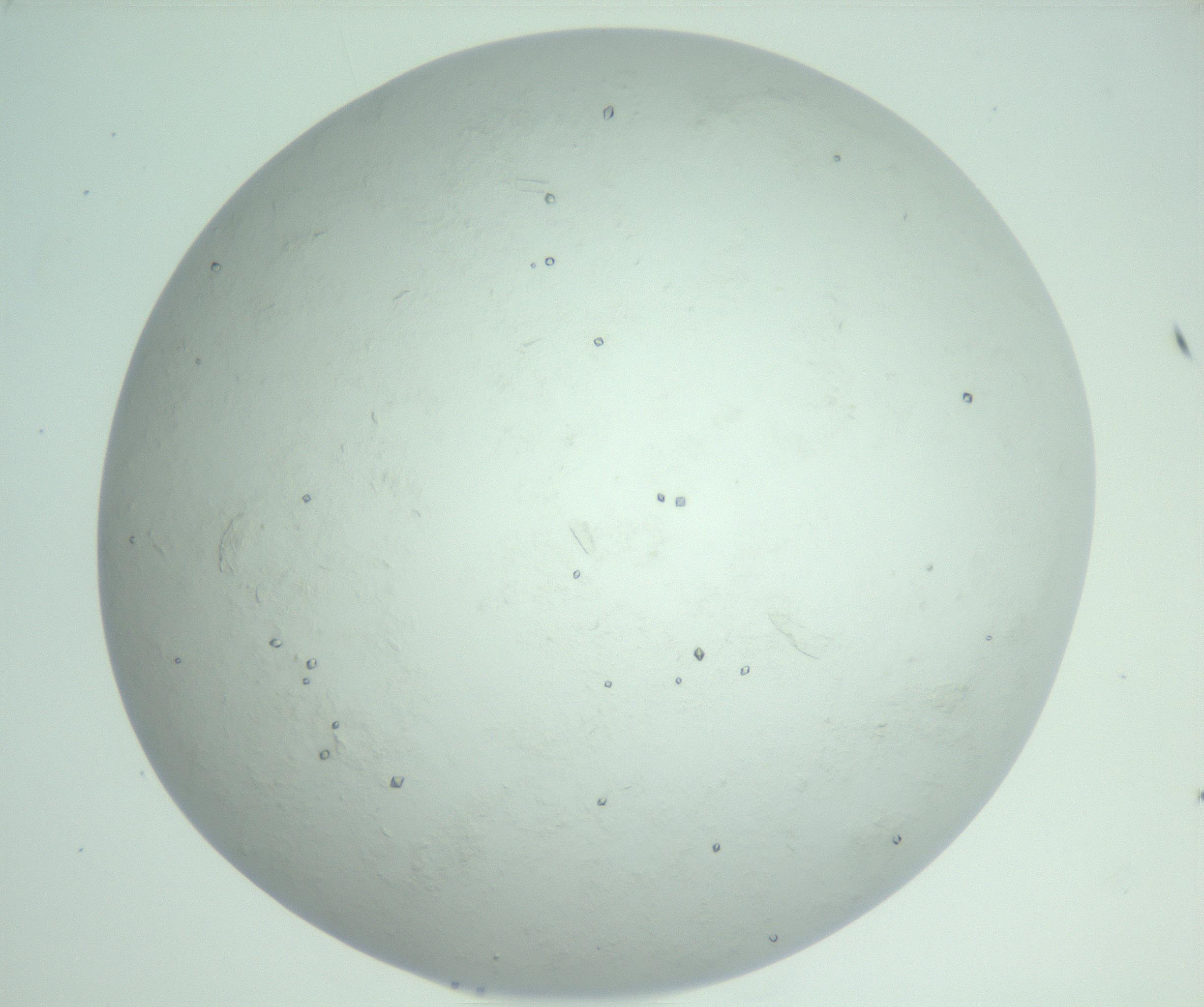 RI01_03_000_0212_Proj1_Clon1_MC_0000MC103009_002_161119_09_07_02_00_99_002_001_RAI.jpg