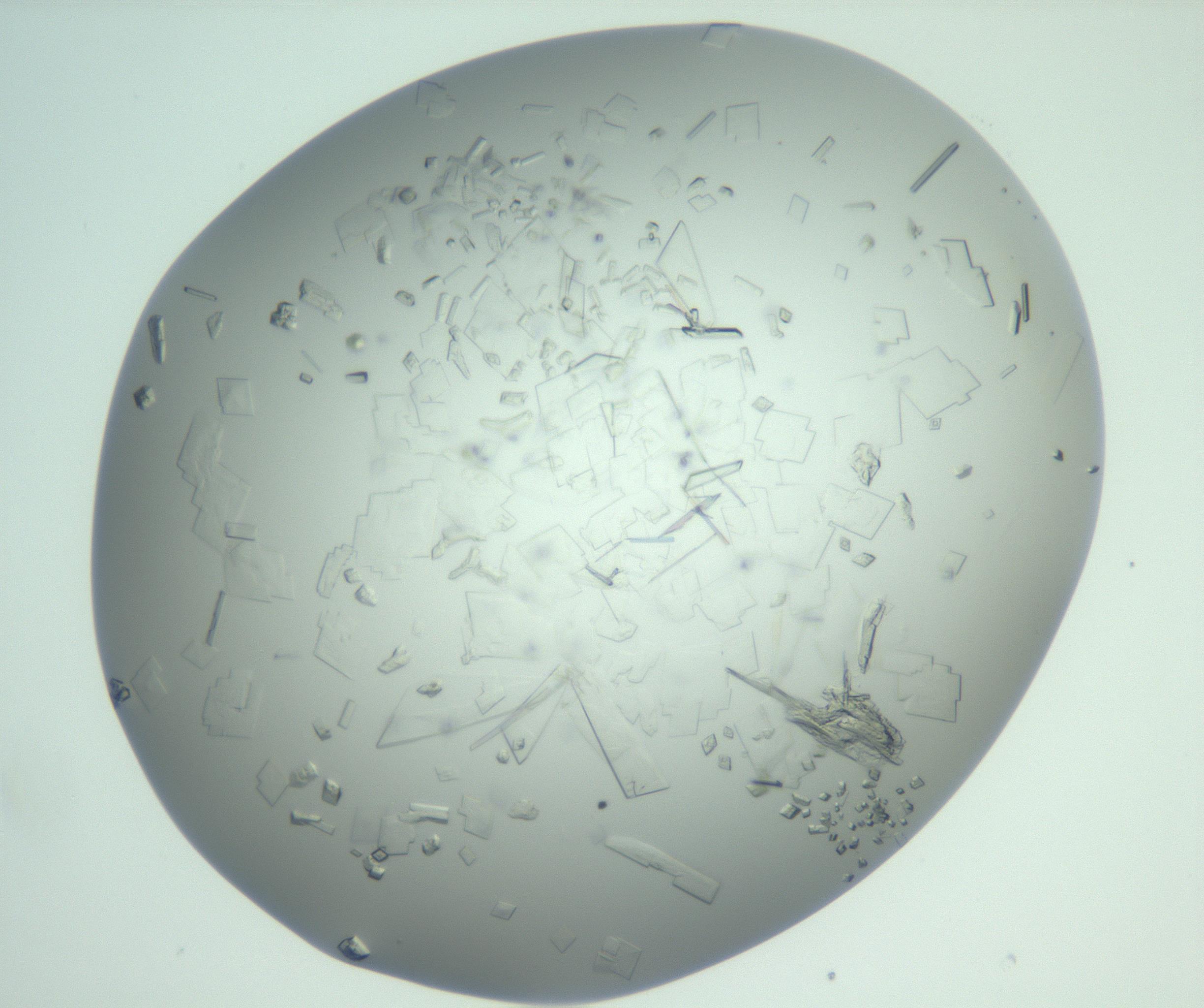 RI01_03_000_0212_Proj1_Clon1_MC_0000MC103009_002_161119_09_08_01_00_99_002_001_RAI.jpg