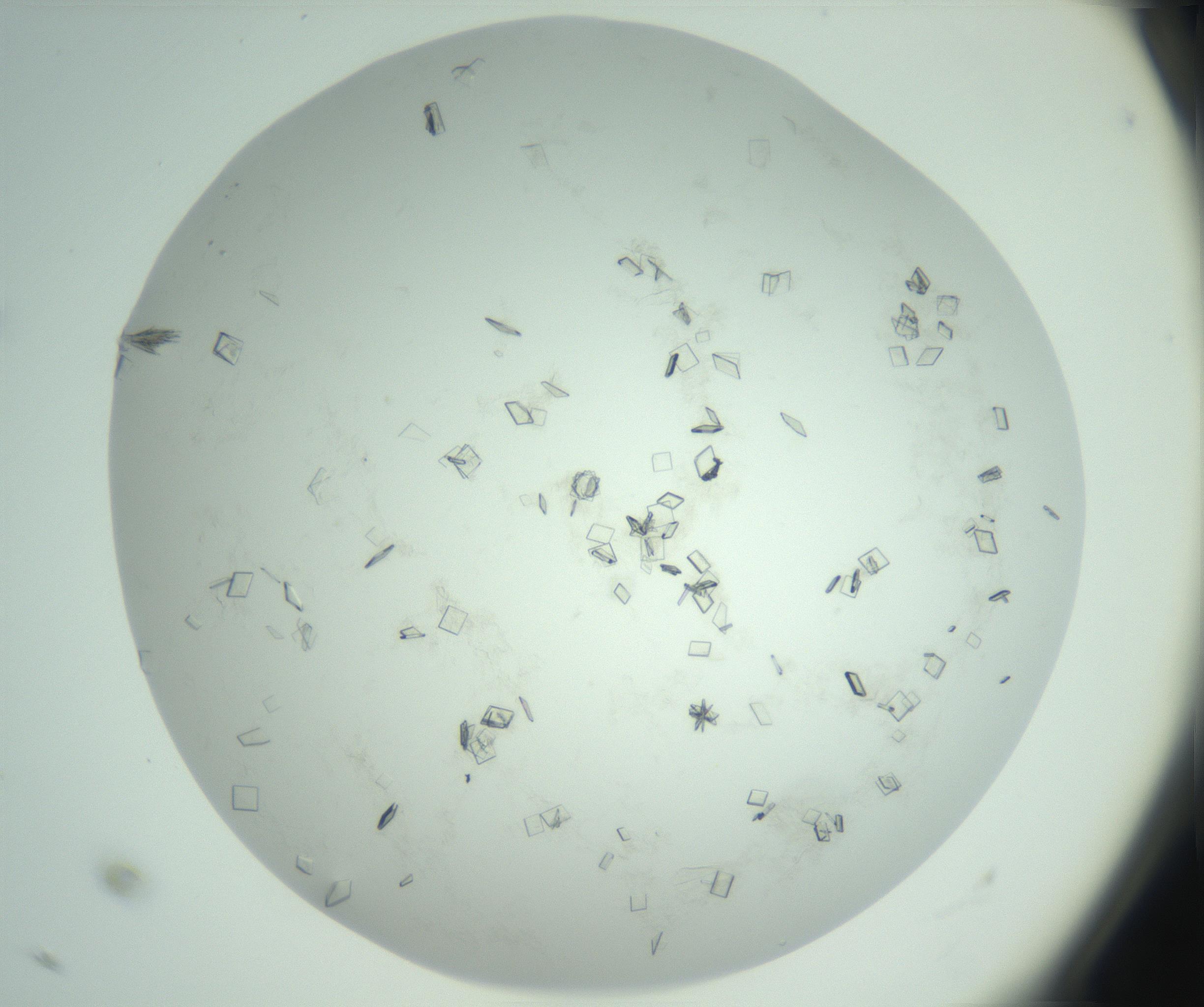 RI01_03_000_0212_Proj1_Clon1_MC_0000MC103009_002_161119_11_04_02_00_99_002_001_RAI.jpg