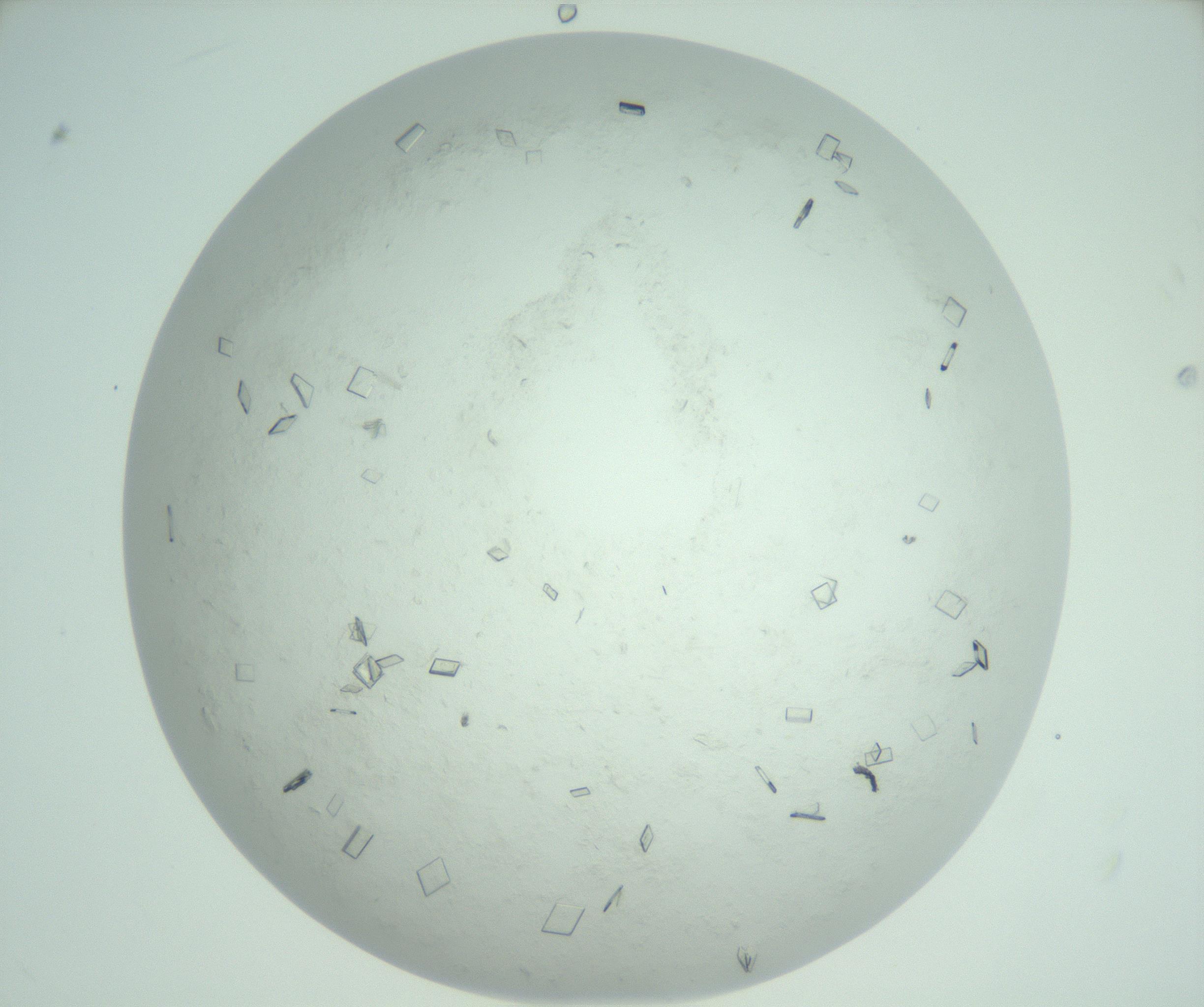 RI01_03_000_0212_Proj1_Clon1_MC_0000MC103009_002_161119_11_05_02_00_99_002_001_RAI.jpg