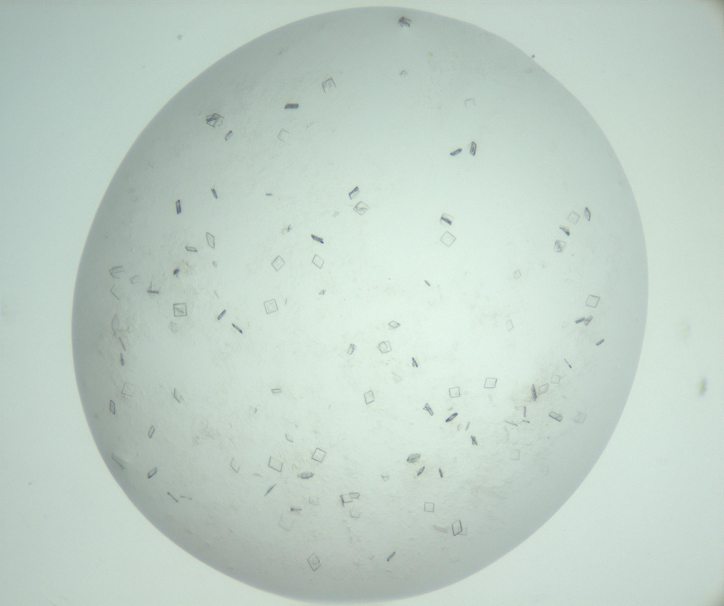 RI01_03_000_0212_Proj1_Clon1_MC_0000MC103009_002_161119_11_06_02_00_99_002_001_RAI.jpg